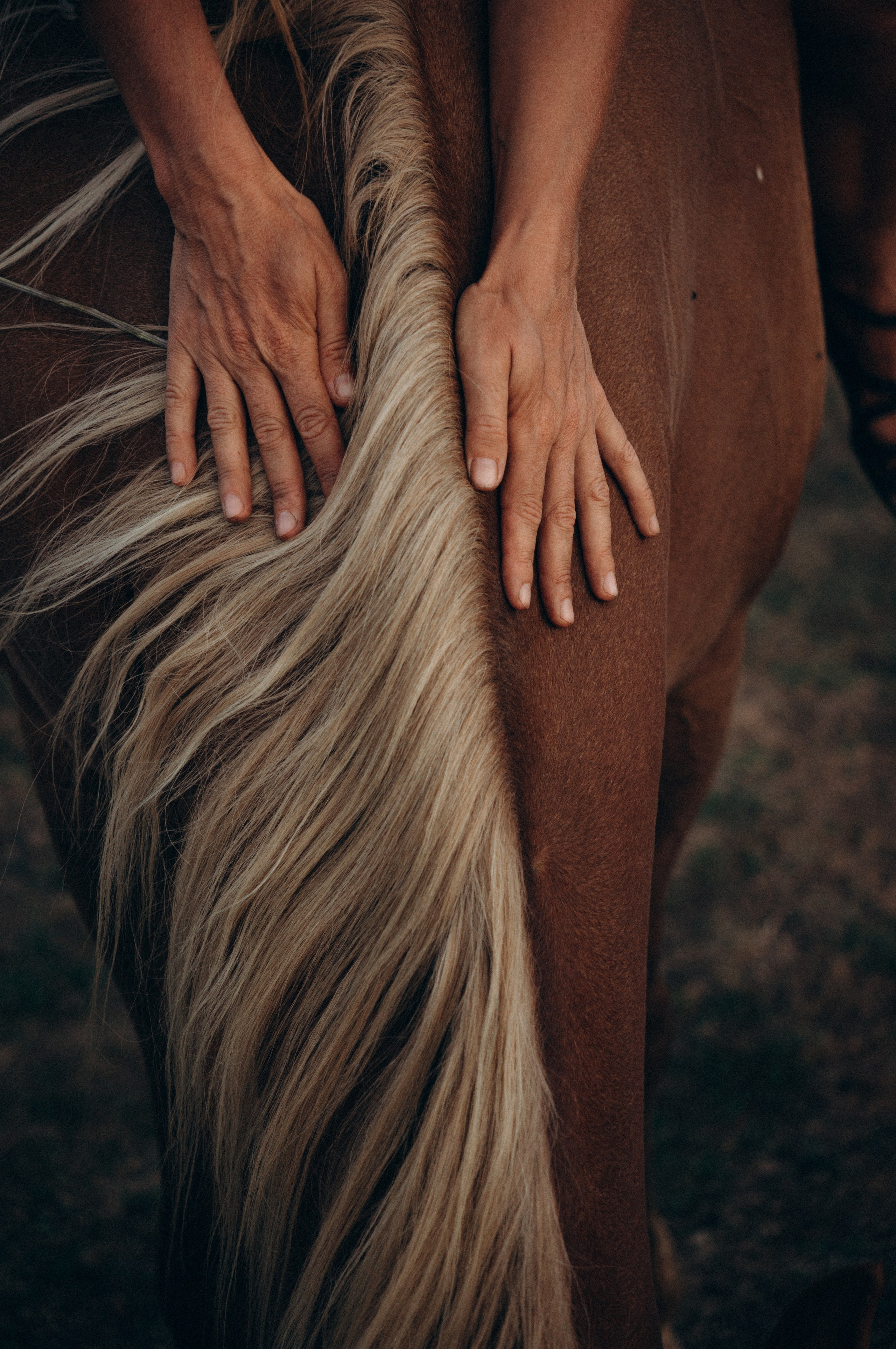 Проект свободных лошадей. Обо мне