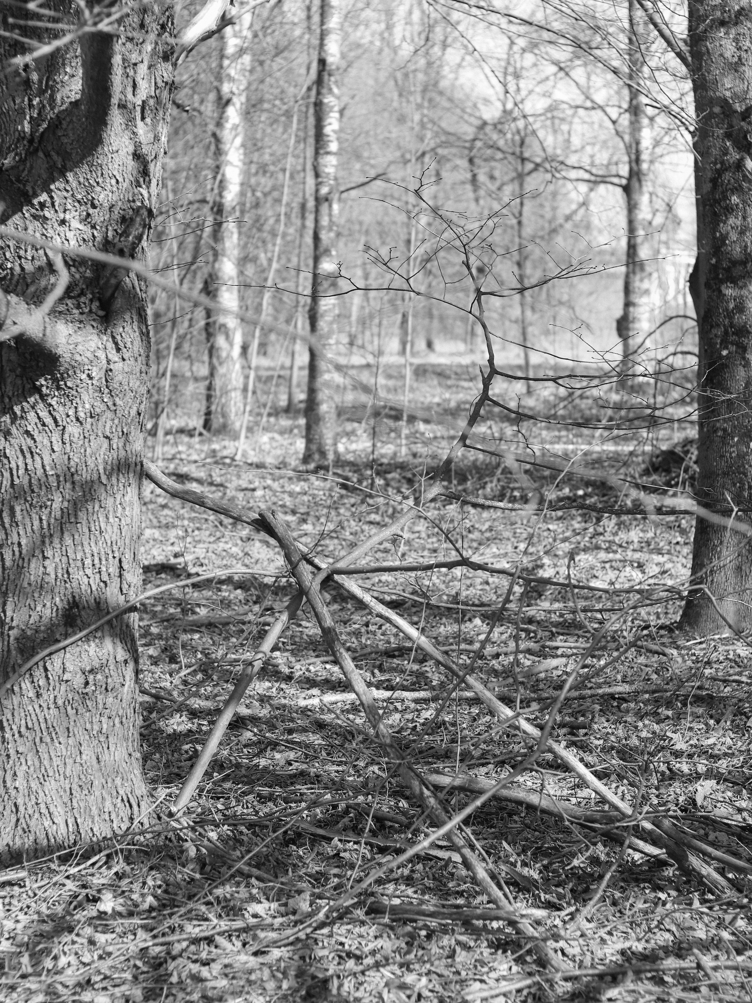 Garden against time. Фотограф и исследователь фотографии из Санкт-Петербурга Елизавета Веприцкая