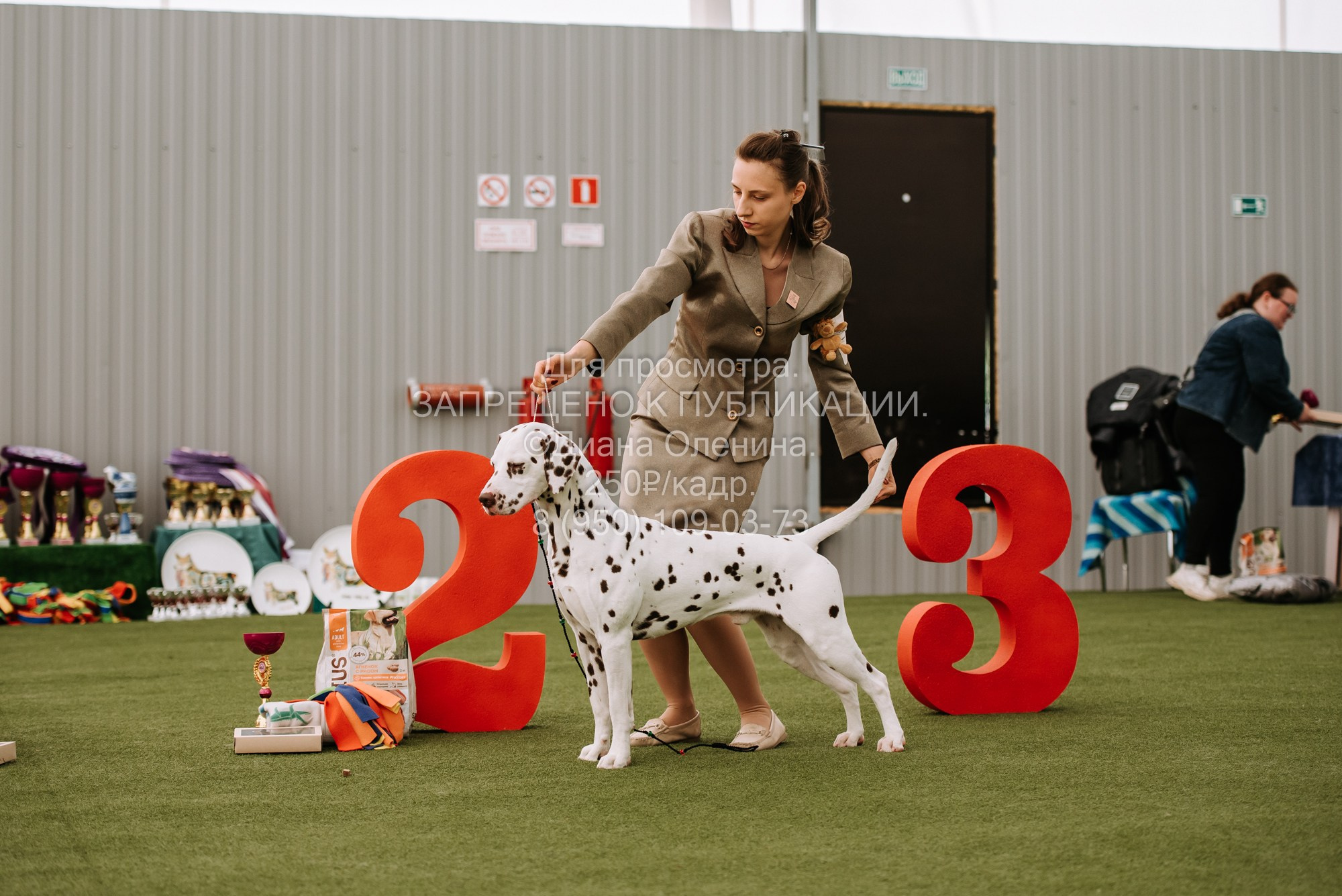 Выставка собак Красноярск 2.06. Фотограф Диана Оленина Красноярск / Братск