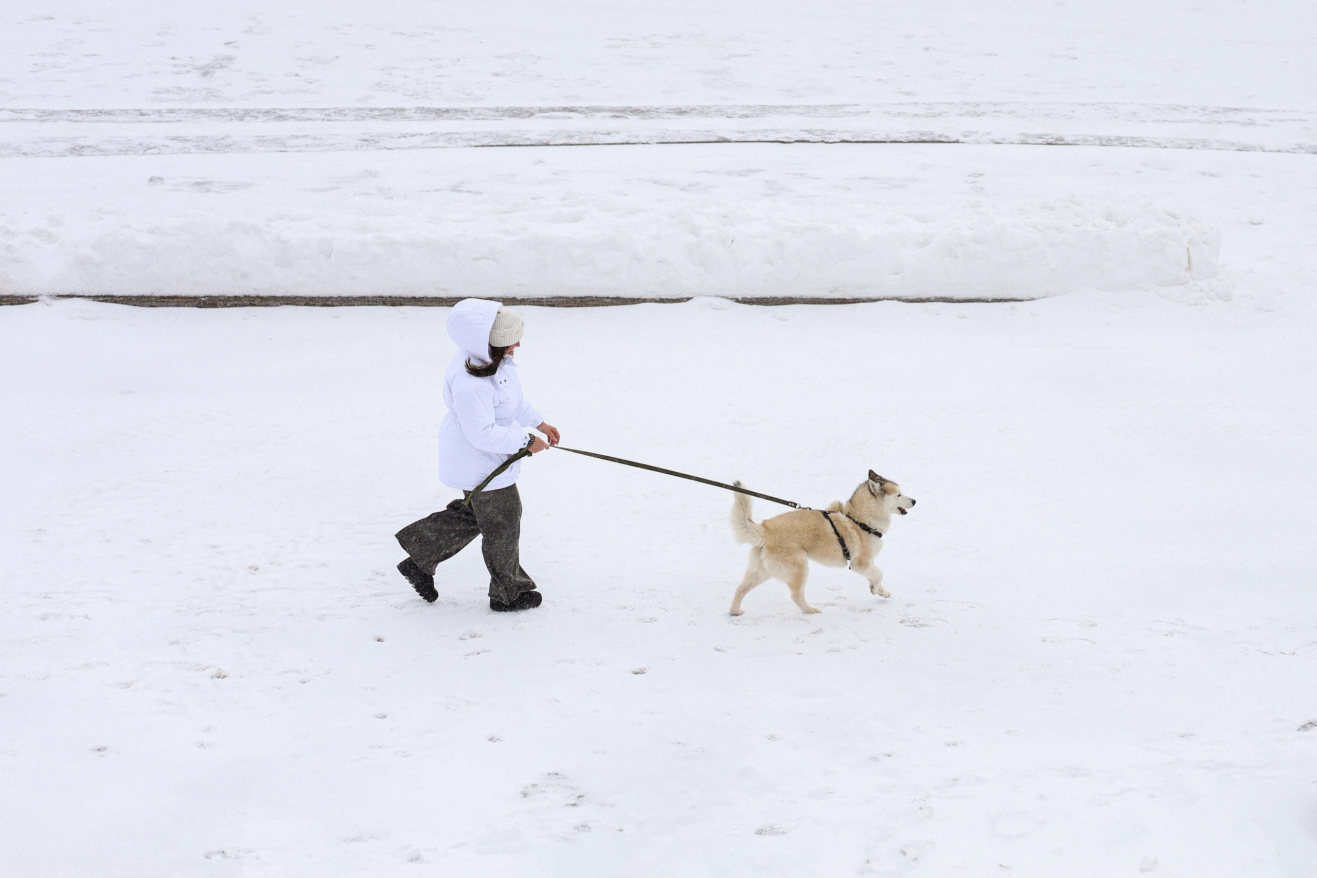 Мила, Лиза и Матвей. Фотограф-анималист Ксения Шевцова|Москва
