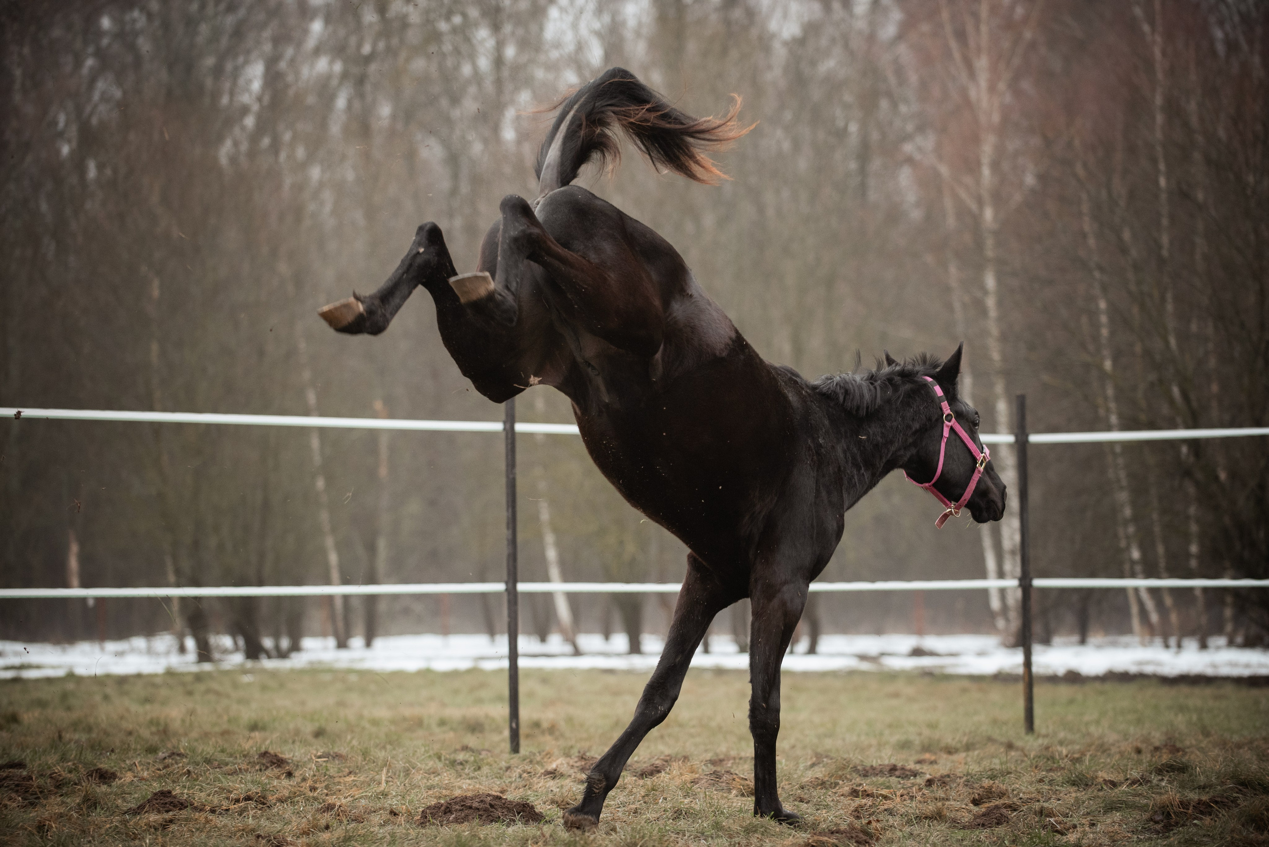 Мелкаши ЮНА. Куракина Дарья • Конный фотограф