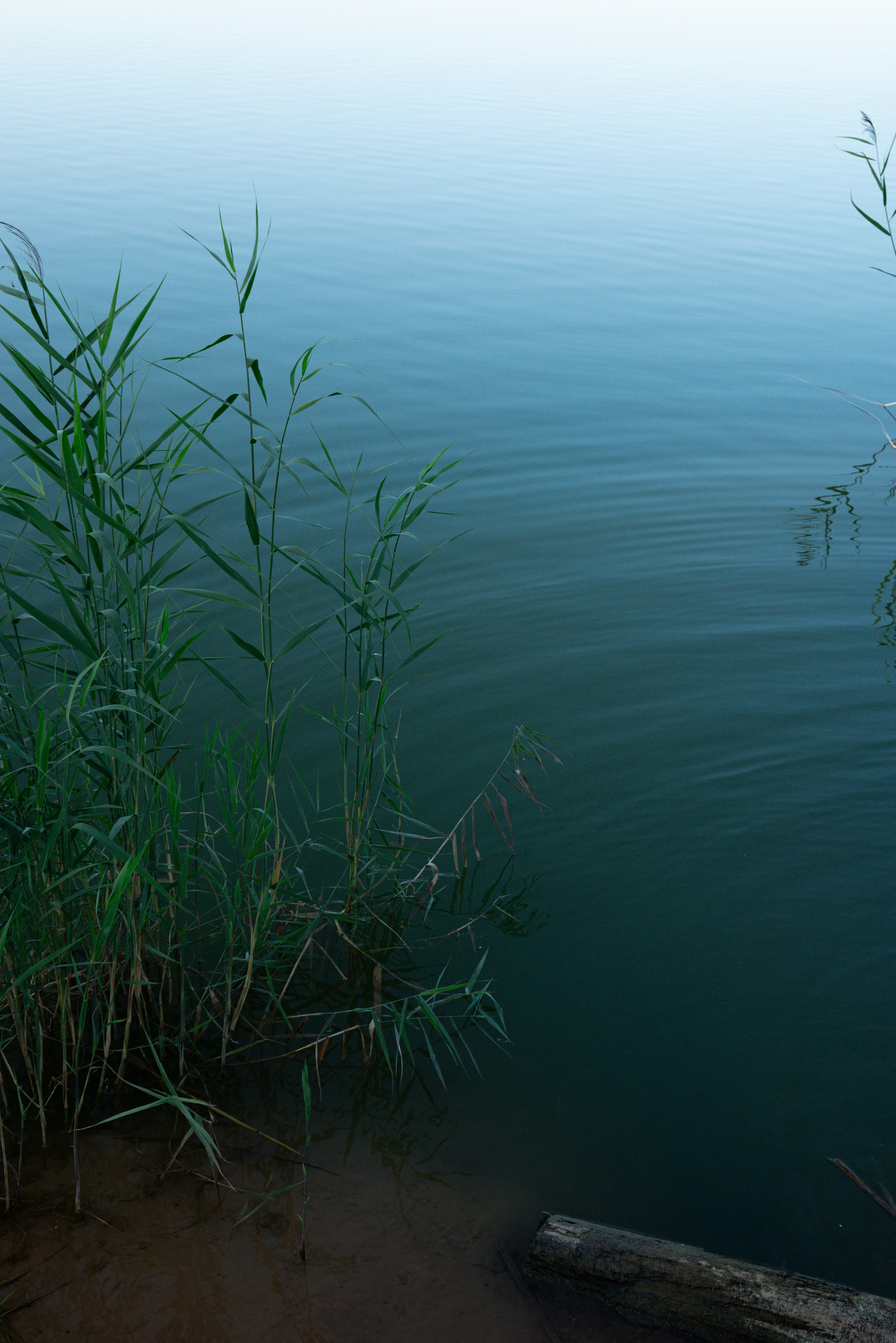 У воды. Профессиональный фотограф в Твери Иванова Юлия