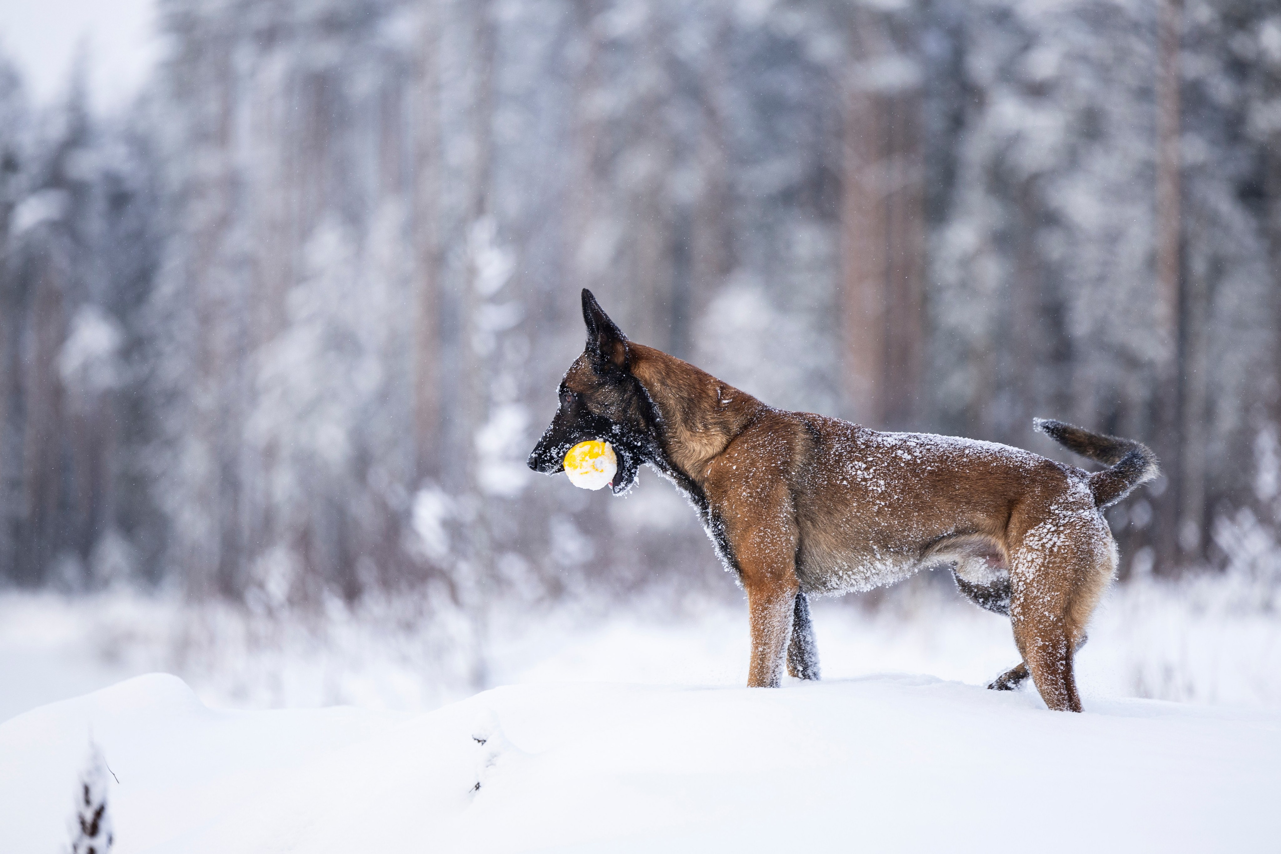 Раш. Фотограф-анималист Анна Маринич