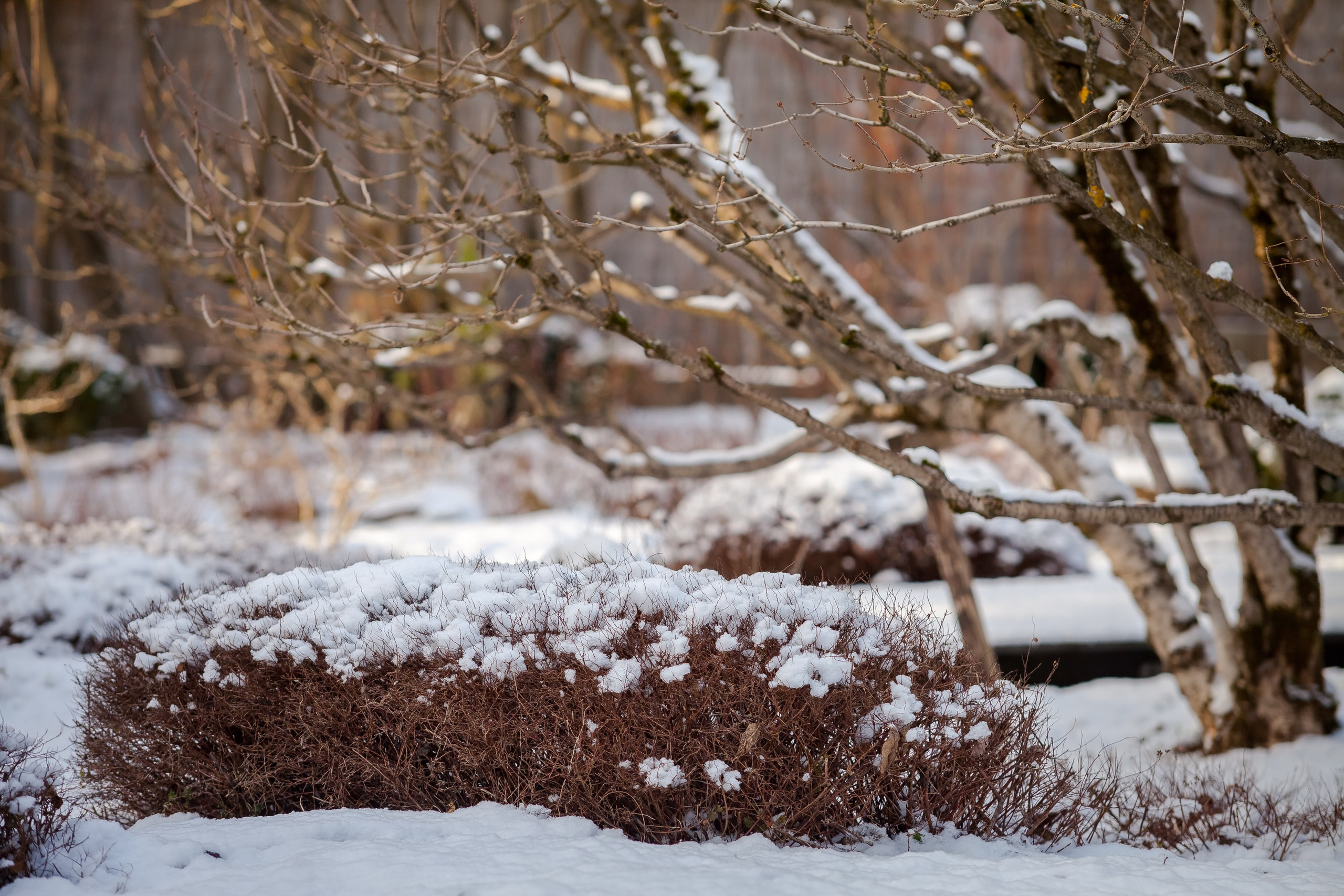 Спящий сад, Елены Асташкиной. Туманов Виталий — фотограф Москва