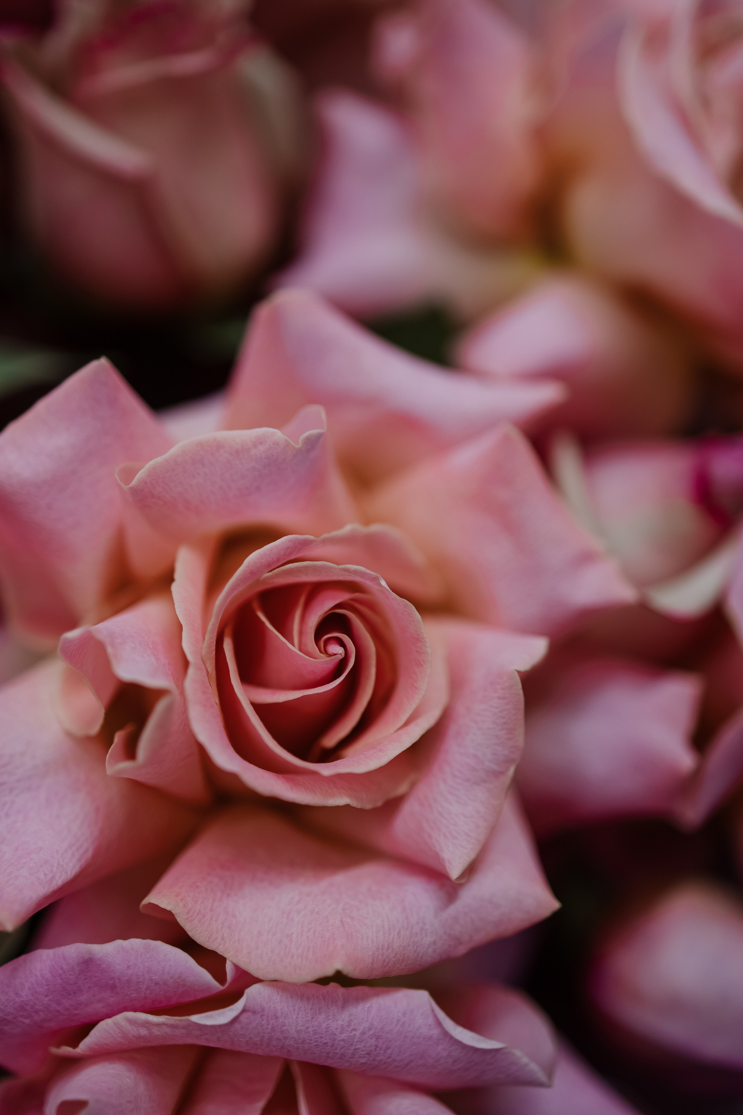 Илья/Влада. Свадебный фотограф