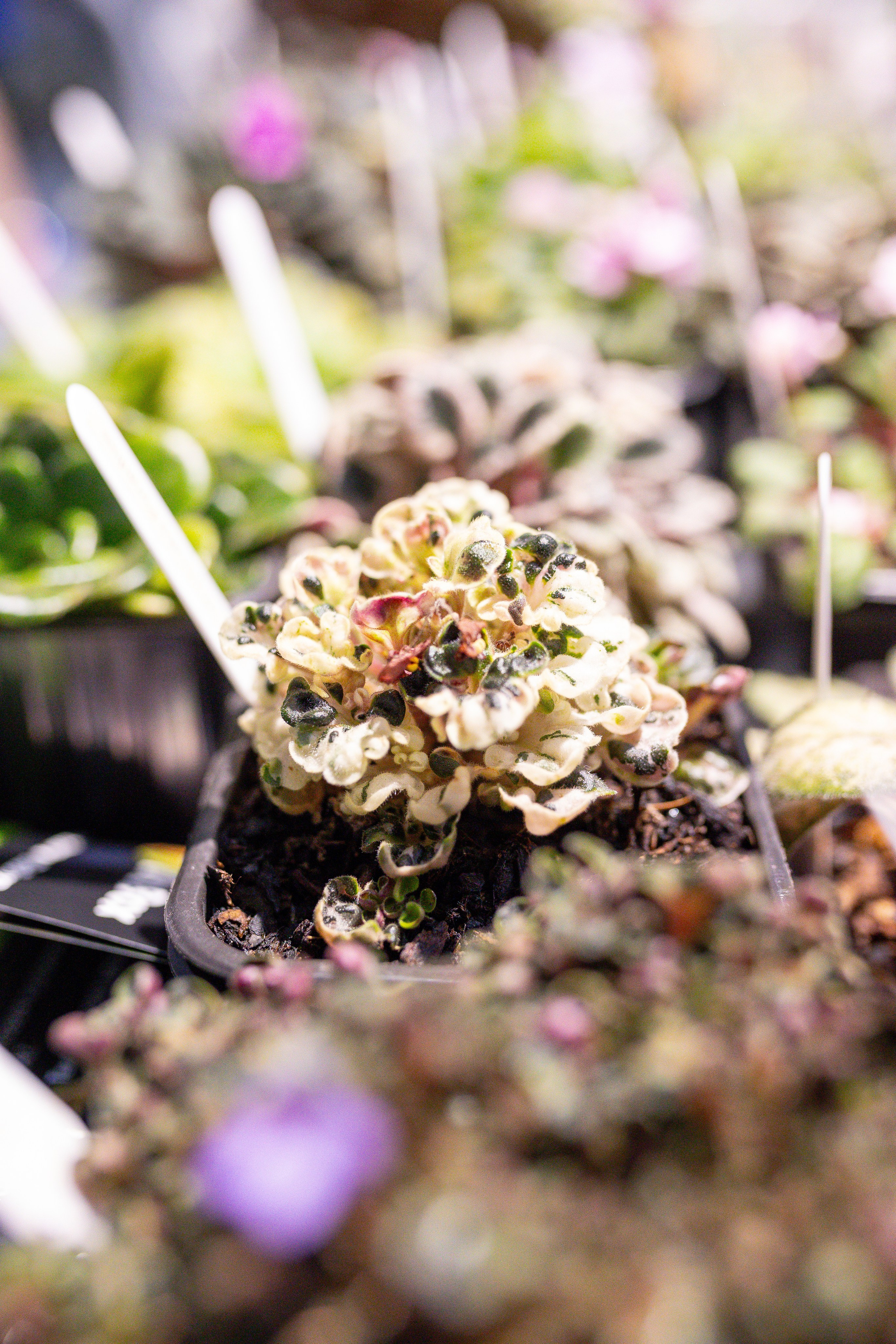 Монстериум 11–12 октября. Александра Куликова фотограф, Москва