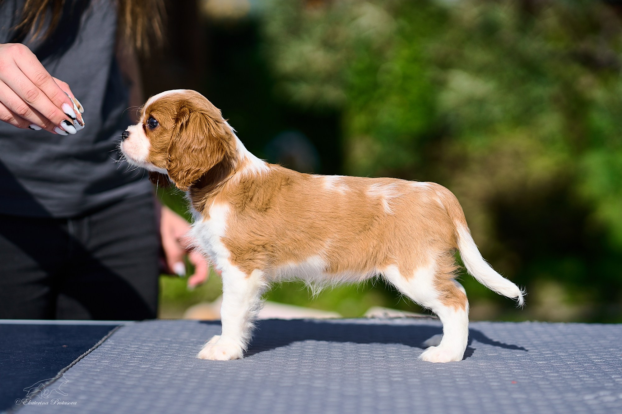 Кавалерчики. Фотограф-анималист в Иркутске