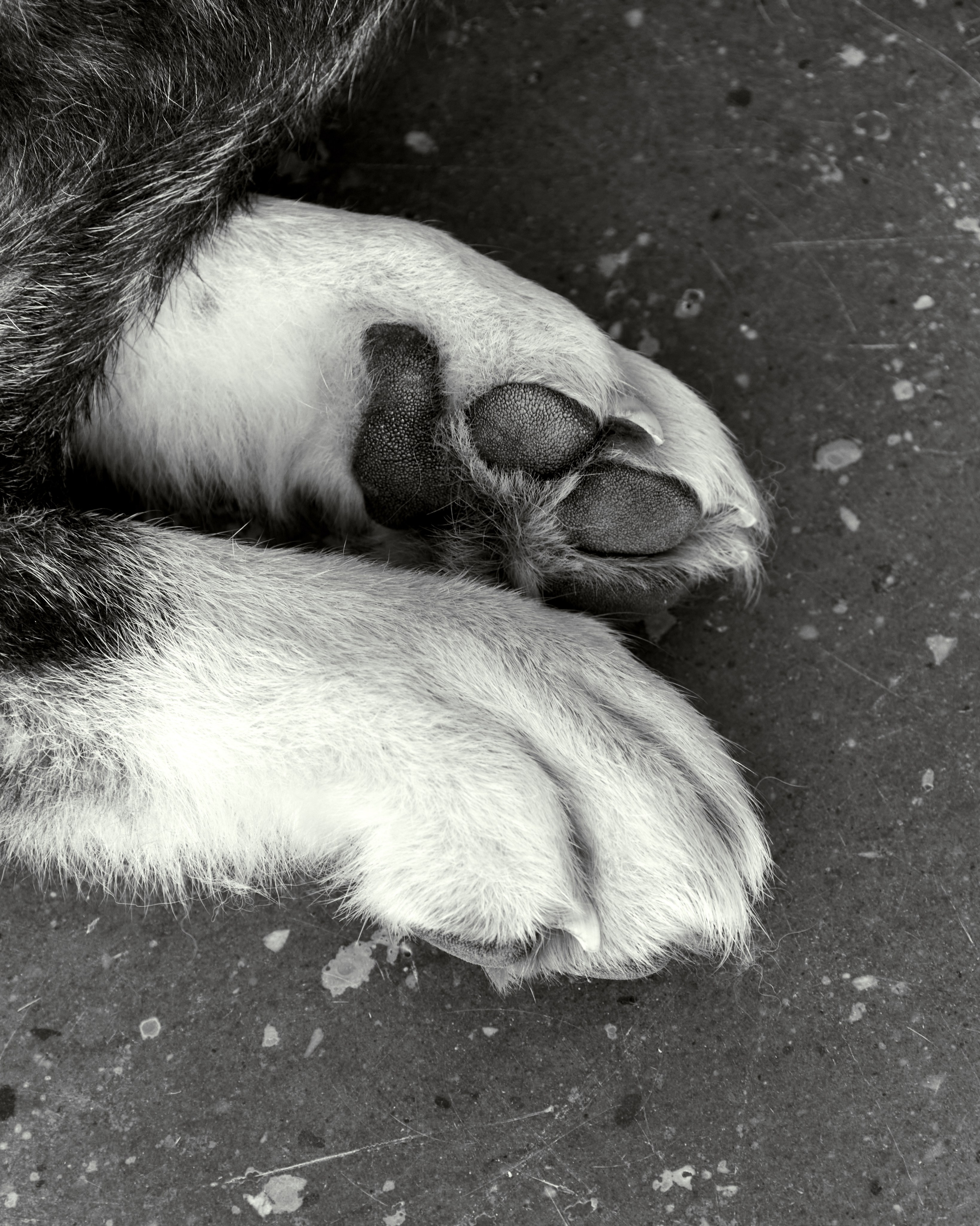 К А Т Я. Фотограф беременности и женский фотограф в Москве Оксана Донецкая