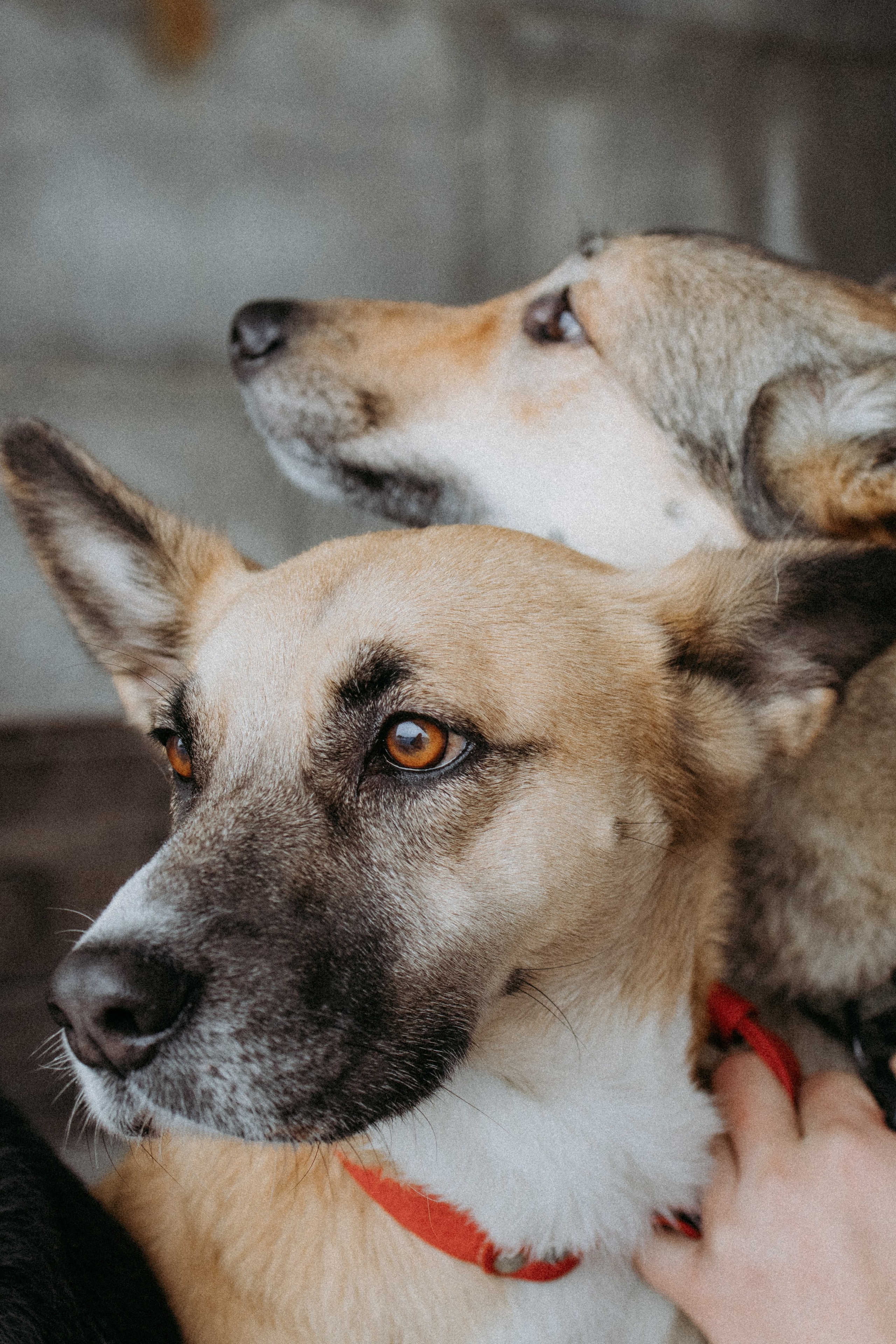 Саша, Ксюша и их банда. Фотораф — анималист Мария Шистка