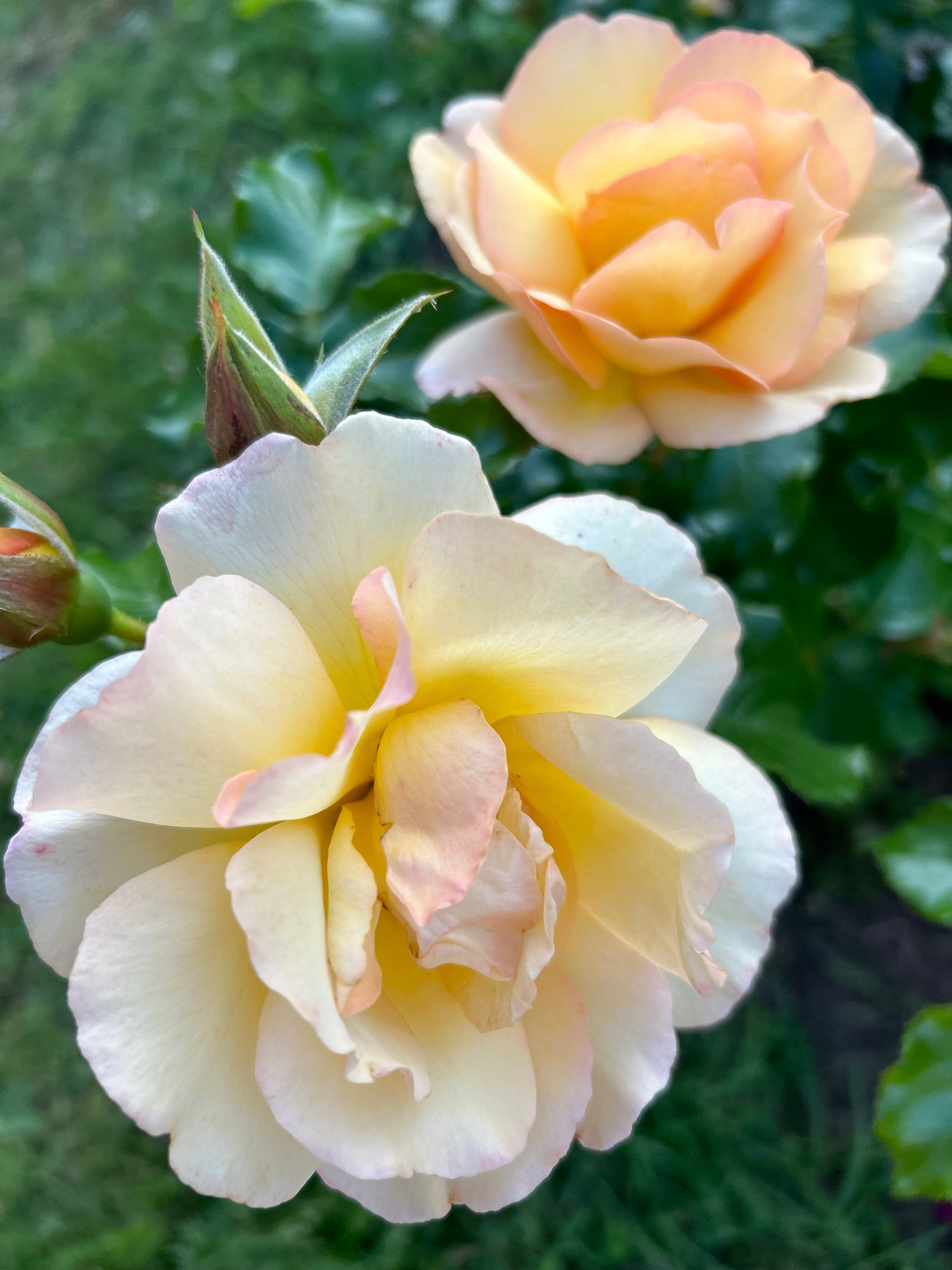 Цветы. Фотокружок «Видоискатель» ГБОУ СОШ № 291