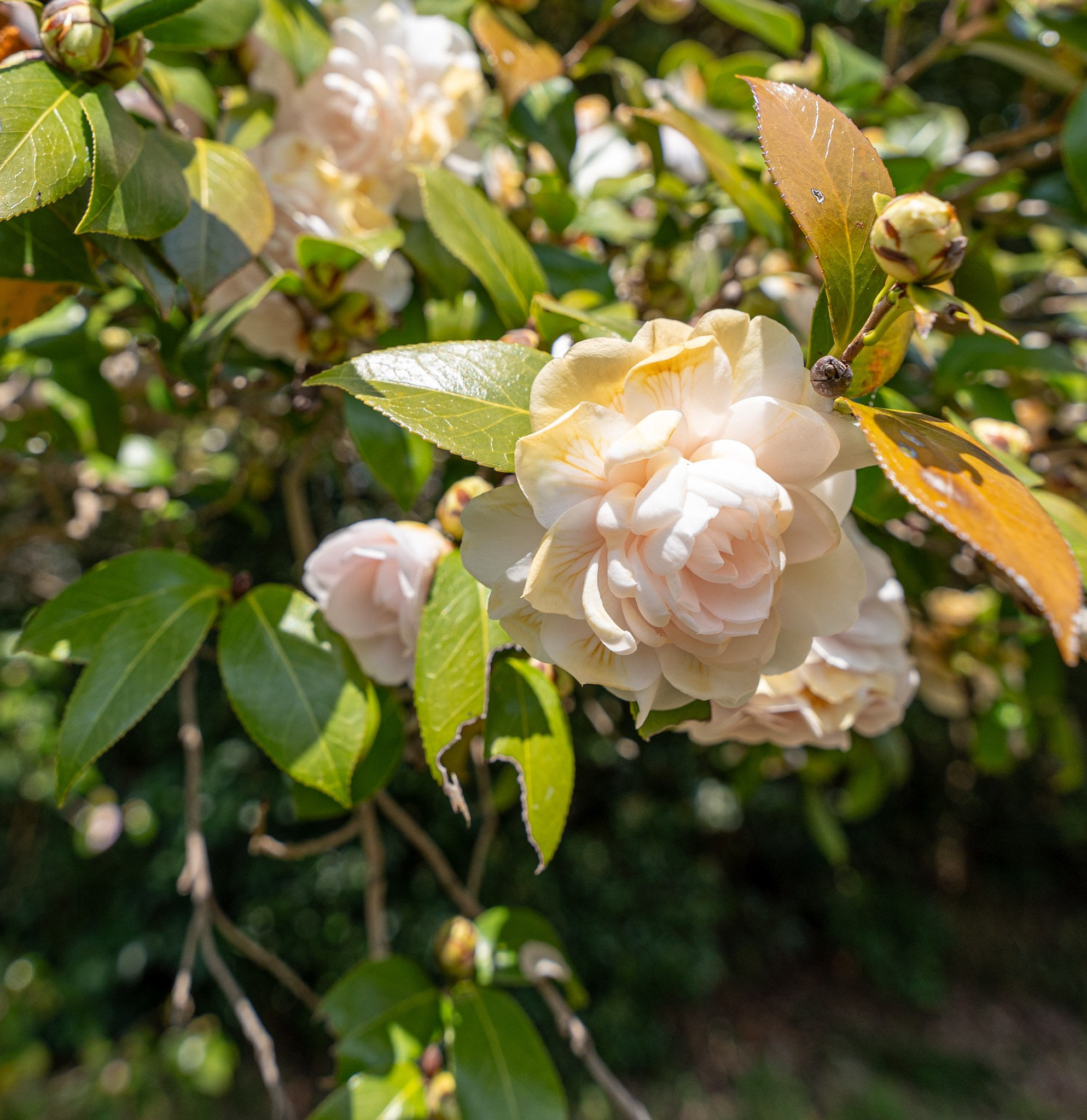 Япония, сакура. Творческие сьемки
