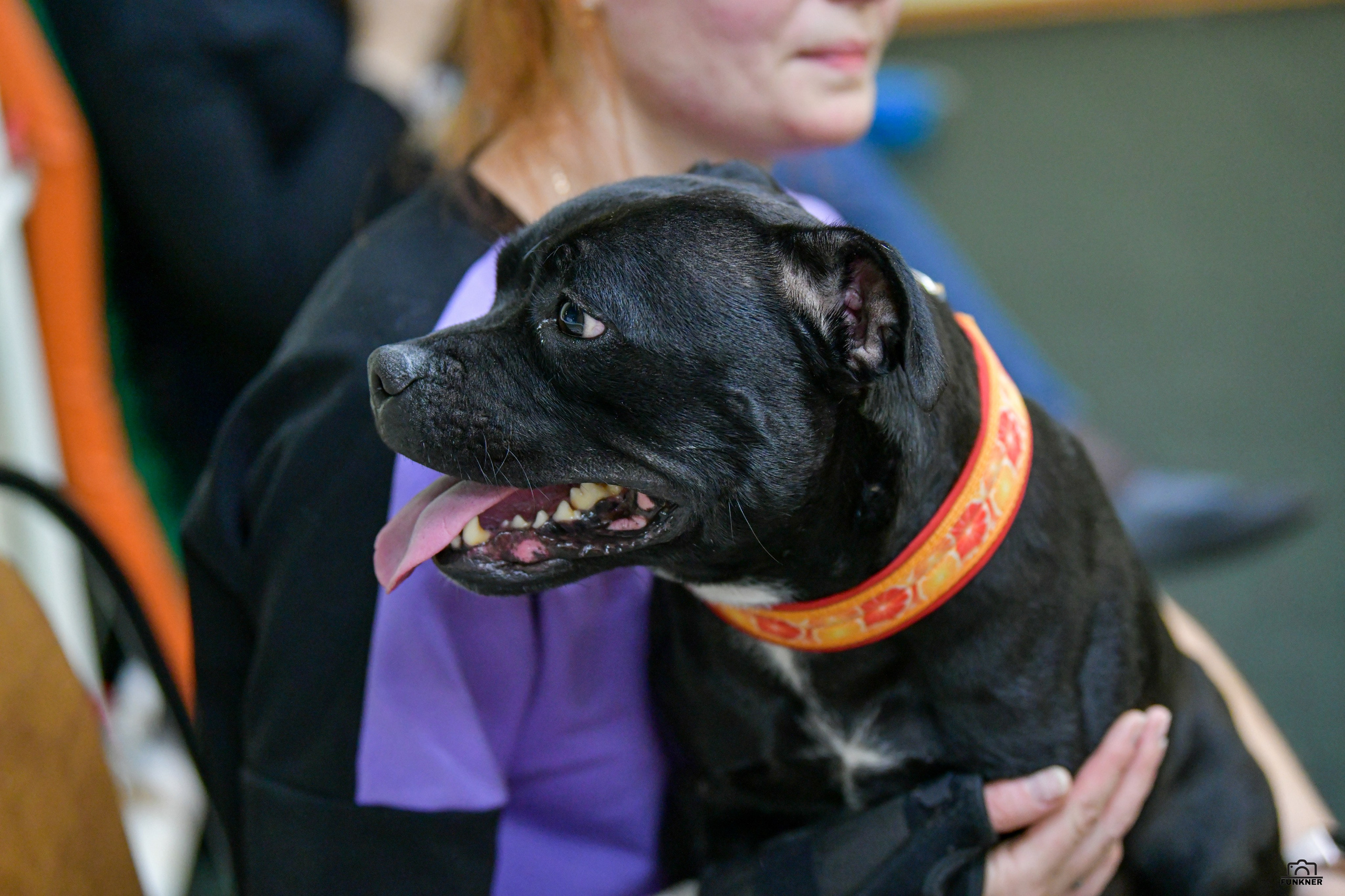 Кинологический клуб «Бодрый хвост». Свой взгляд через объектив