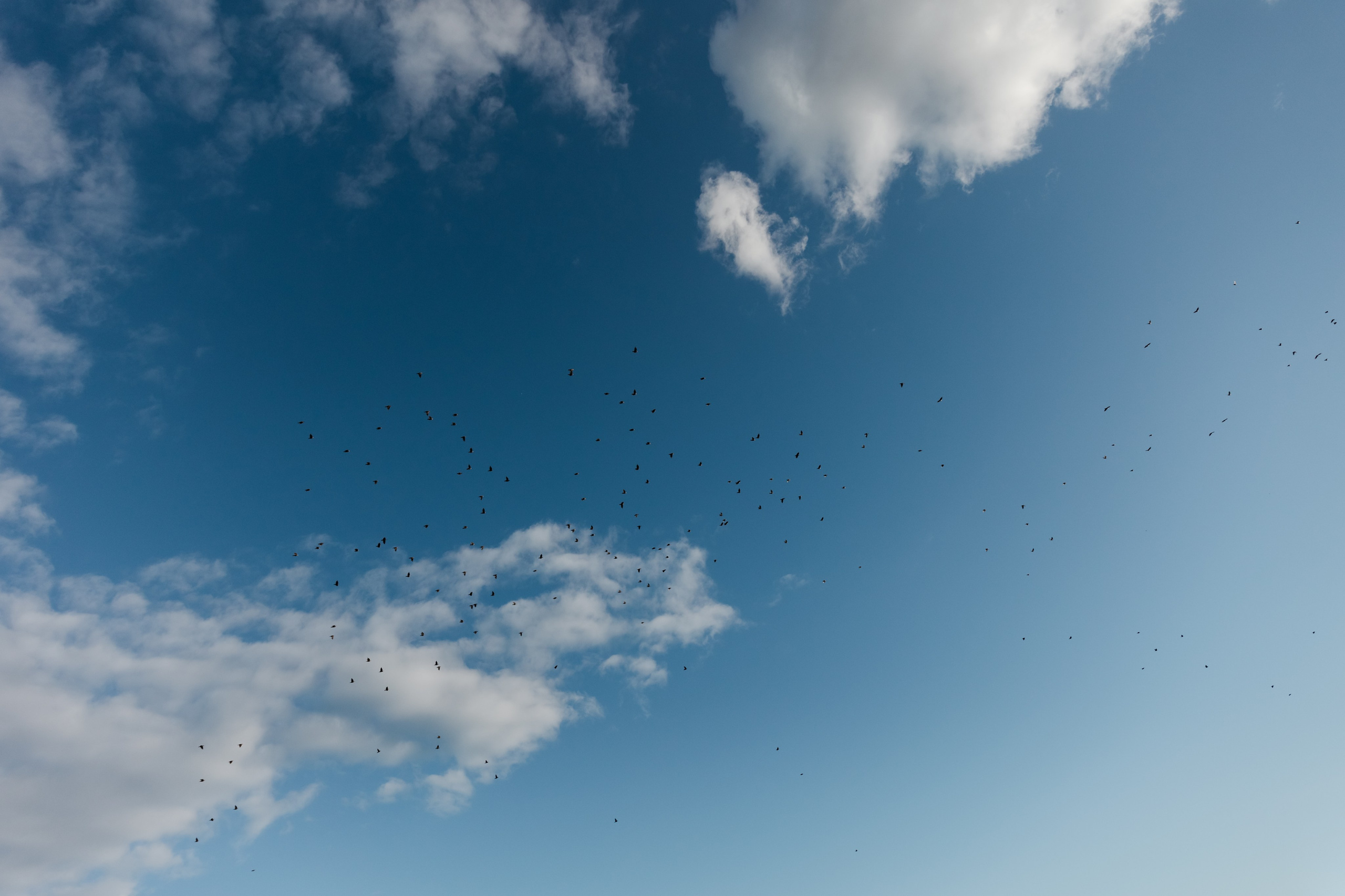 Опустела без тебя Земля. Свадебный фотограф в Санкт-Петербурге