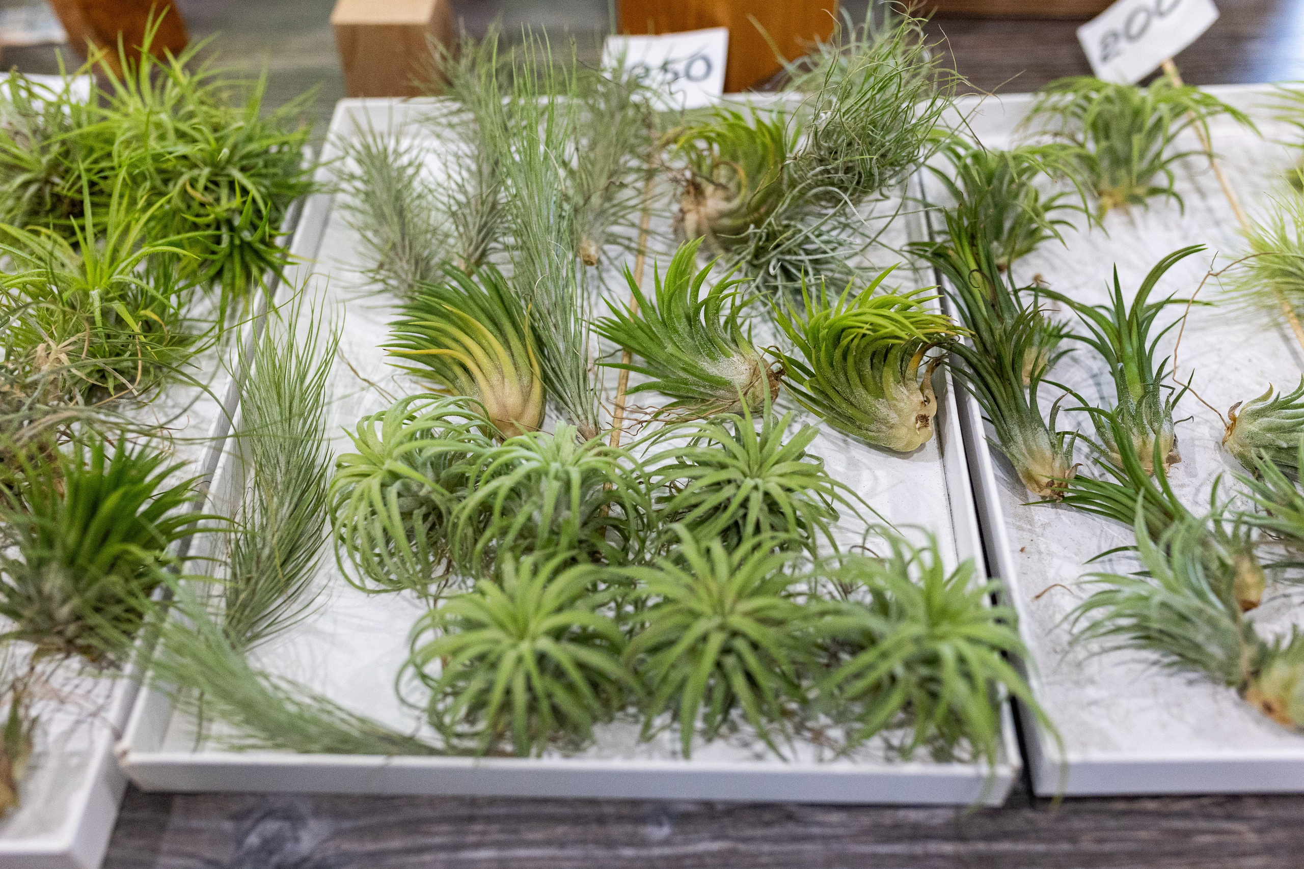 GreenRare ярмарка 2024. Александра Куликова фотограф, Москва