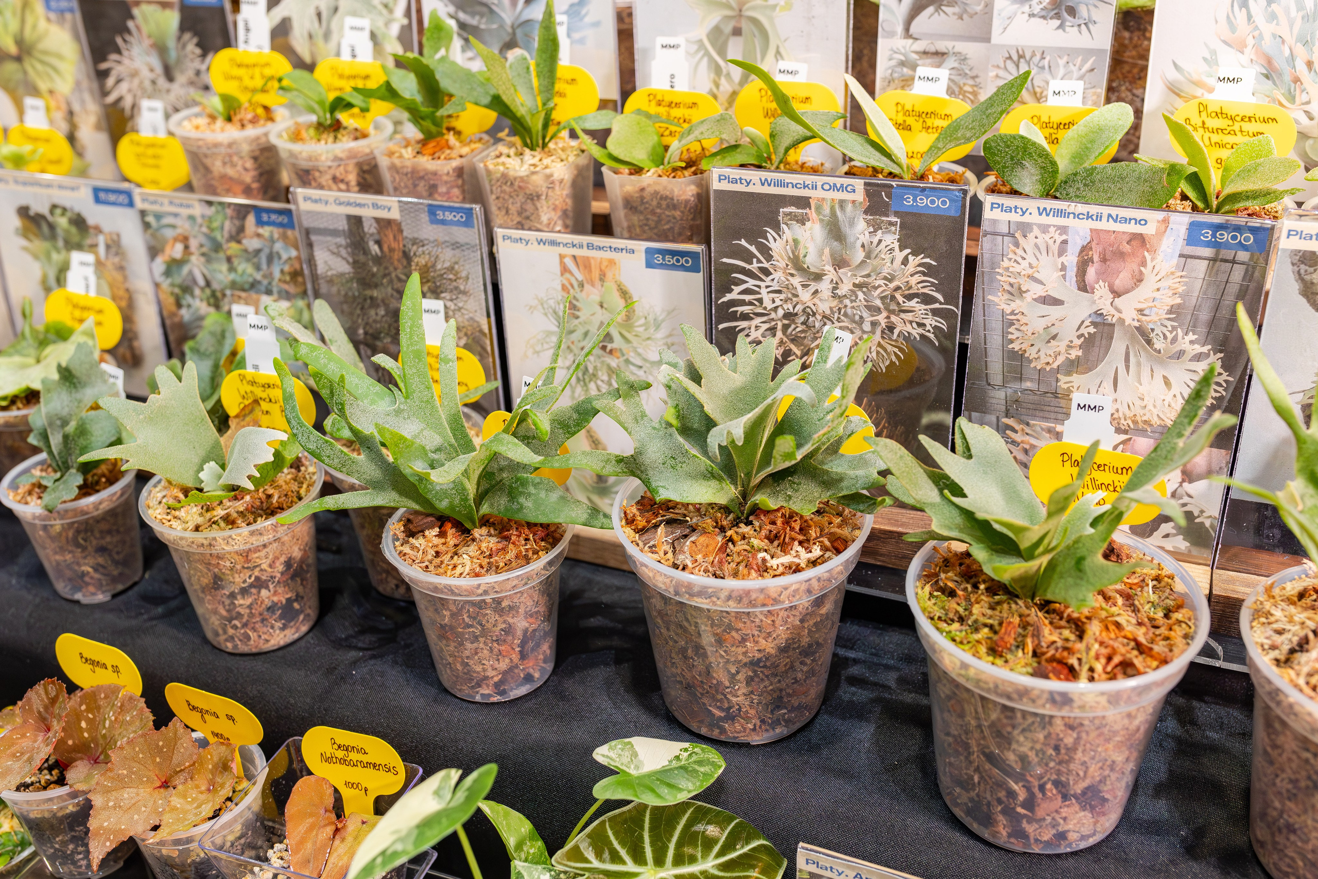 Монстериум апрель 2026. Александра Куликова фотограф, Москва