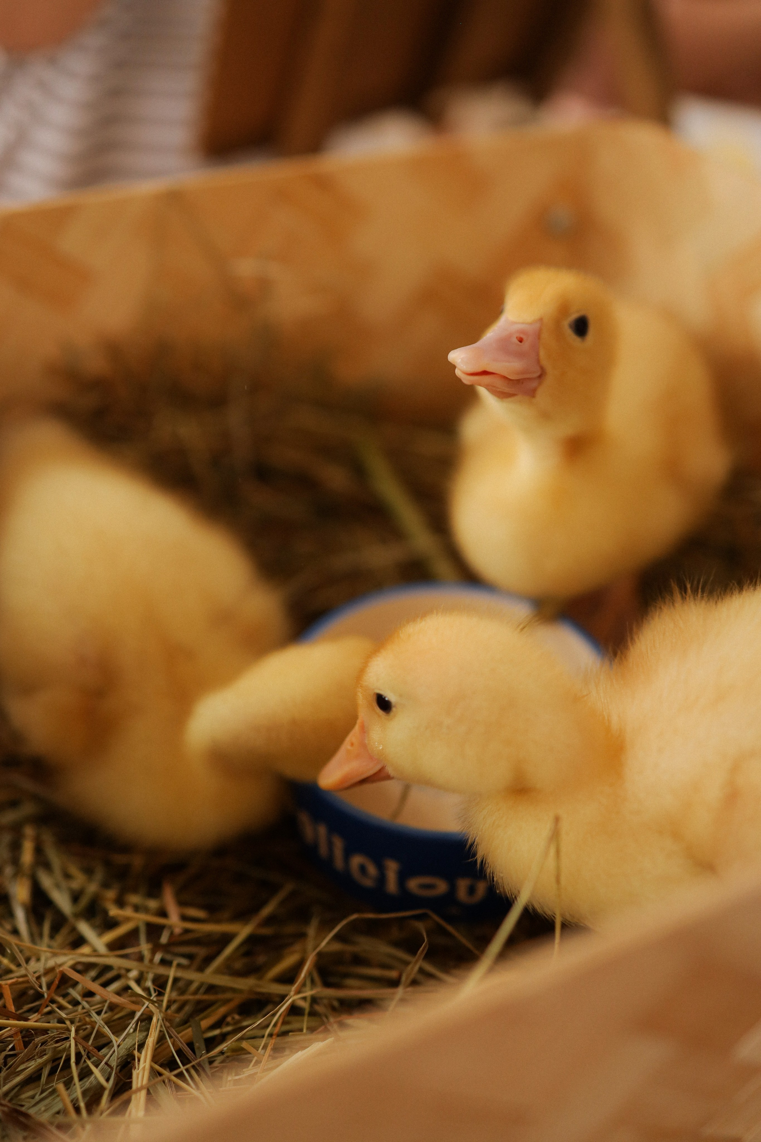 Мк Акварель (рисуем с натуры). Анастасия Ракчеева Художник