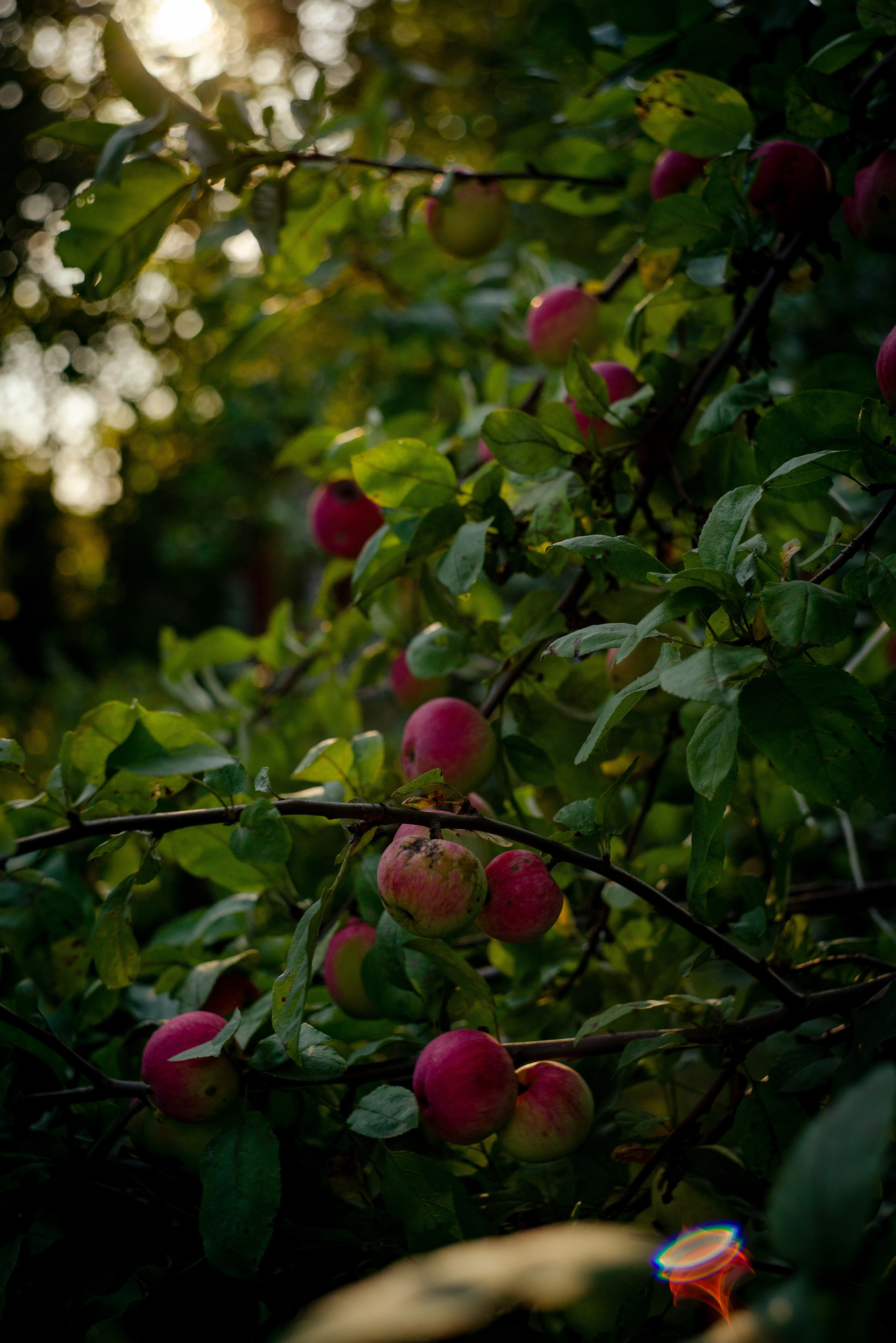 Flowers. Фотограф г. Санкт-Петербург