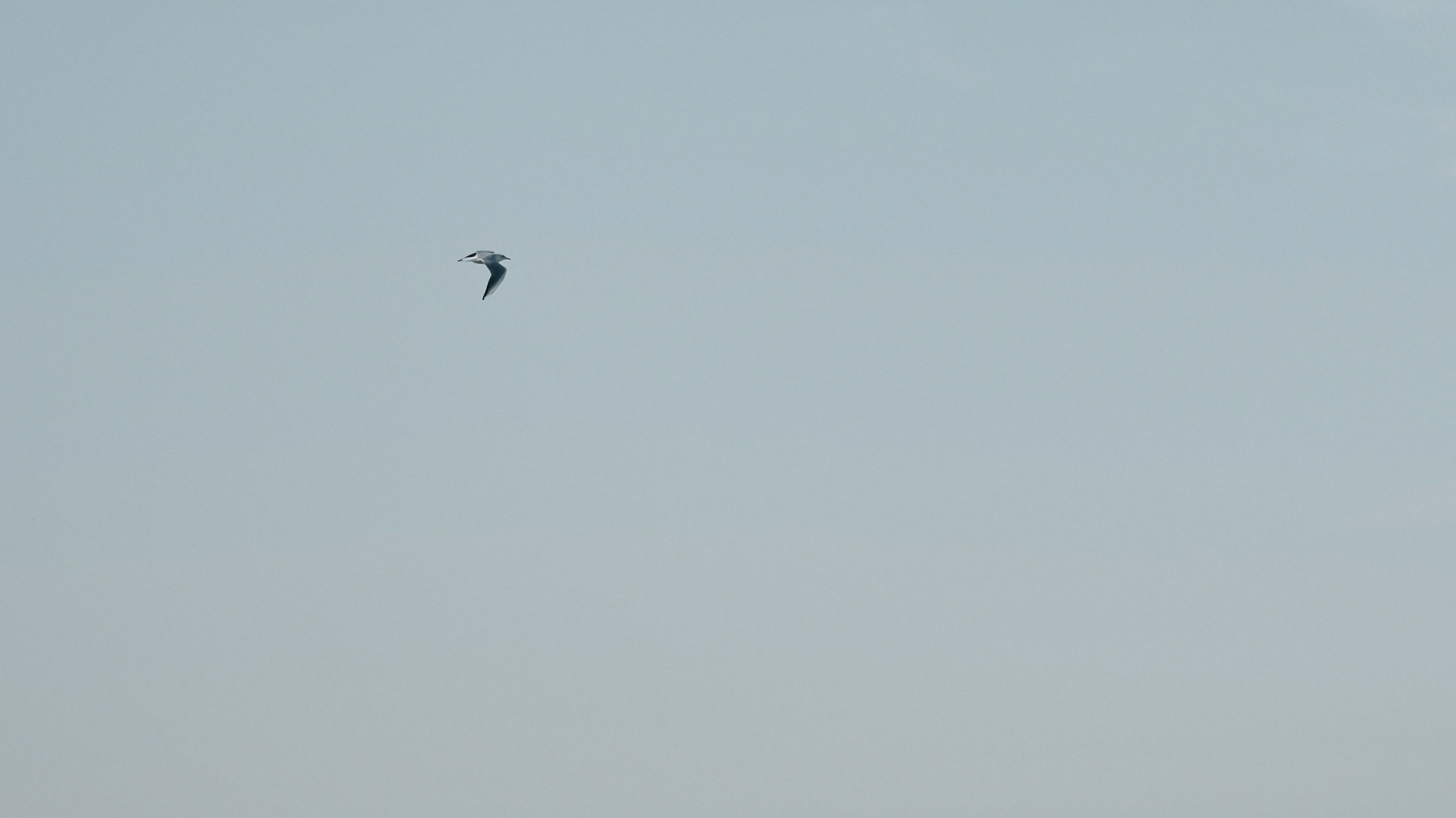 Violetta-Aleksander. Свадебный фотограф Артем Ковалев