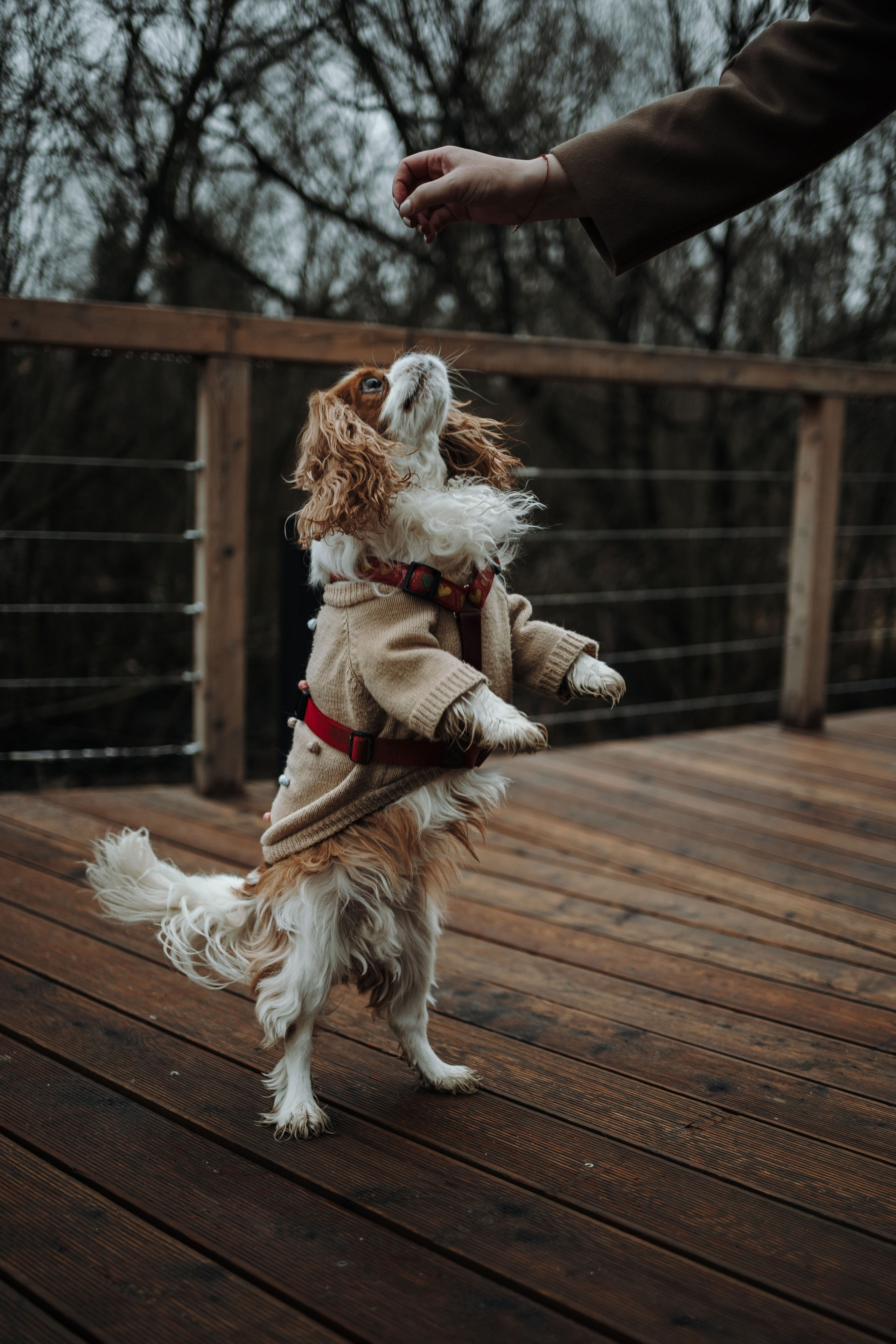 Любовь и Альтаир