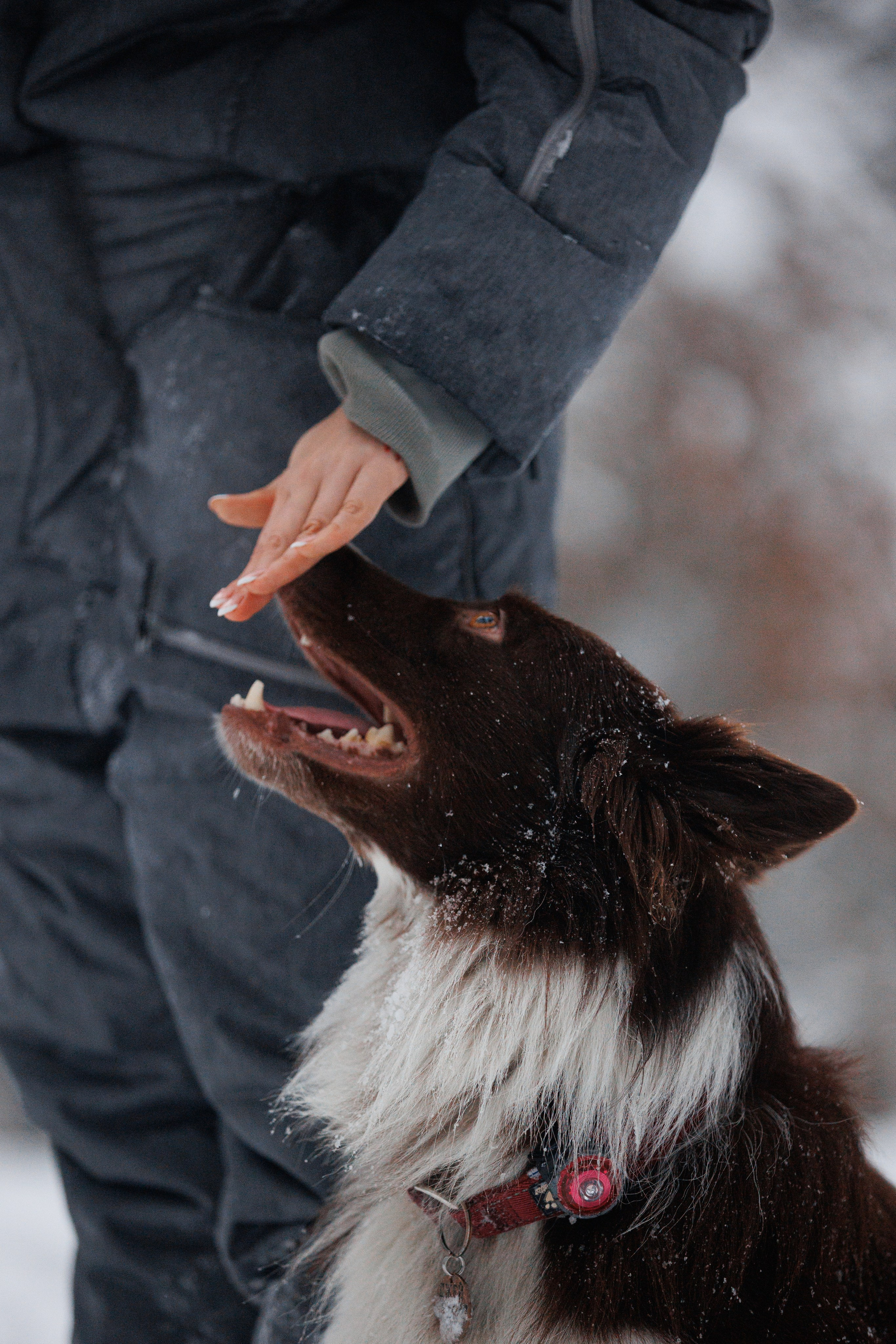 Даша и компания. Фотограф анималист Кристина Карпова, Москва