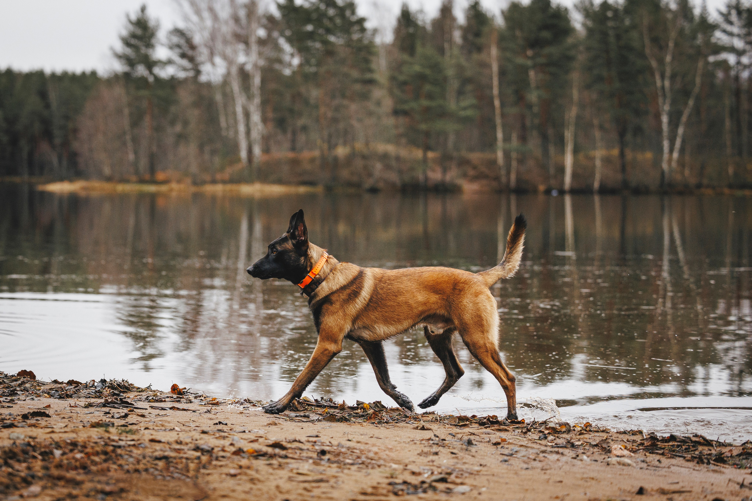 Омен, Айс и Рицу. Фотограф-анималист Анна Маринич