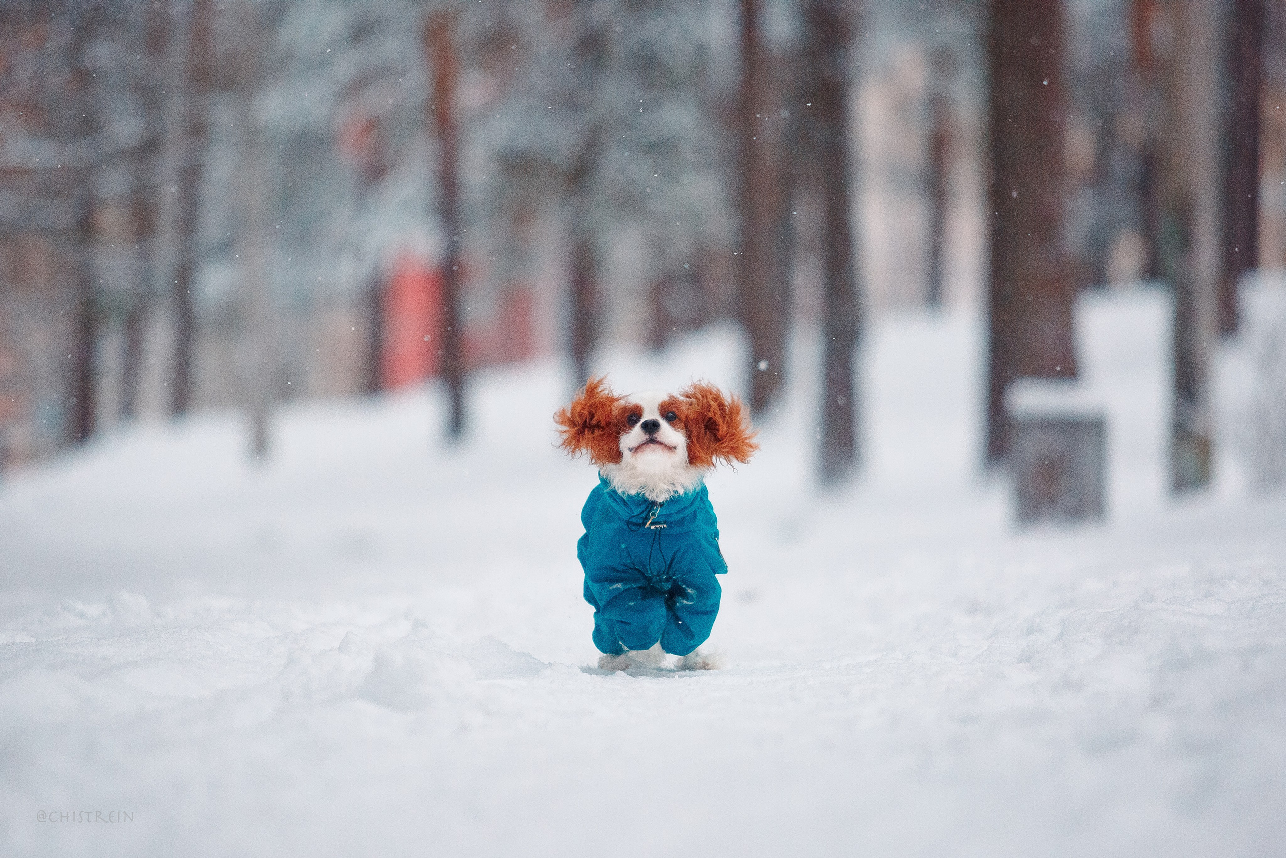 Внезапно апрельская зима. Фотограф-анималист Наталия Чистюхина в г. Сосновый Бор и ЛО