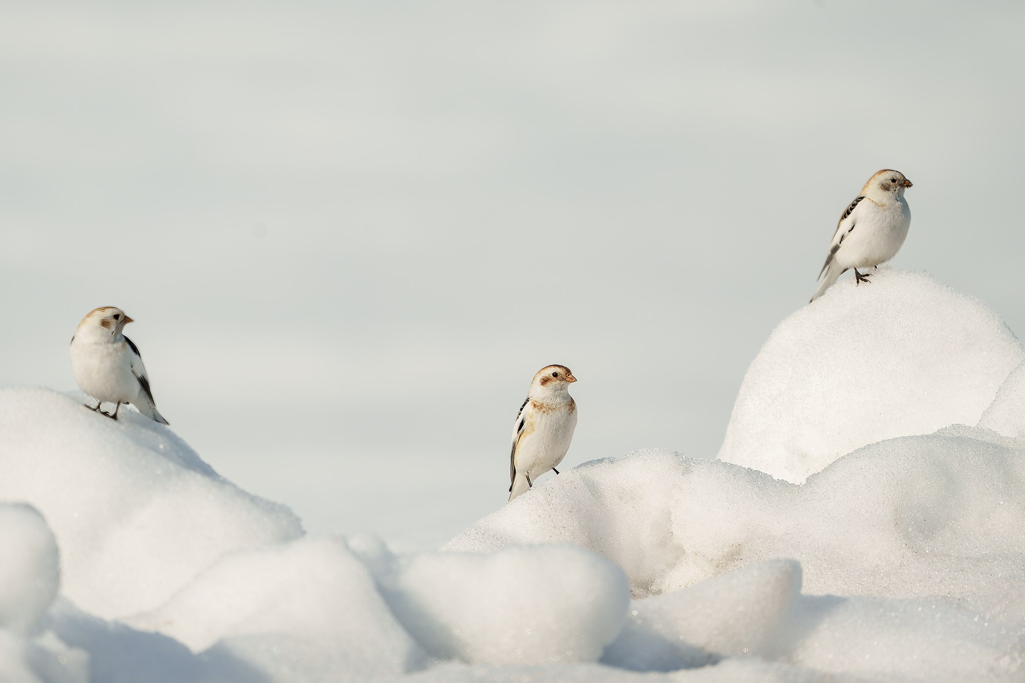 Удивительные мир птиц. Вокруг нас столько прекрасного — присмотритесь!. Ваш личный фотограф Марина Волкова