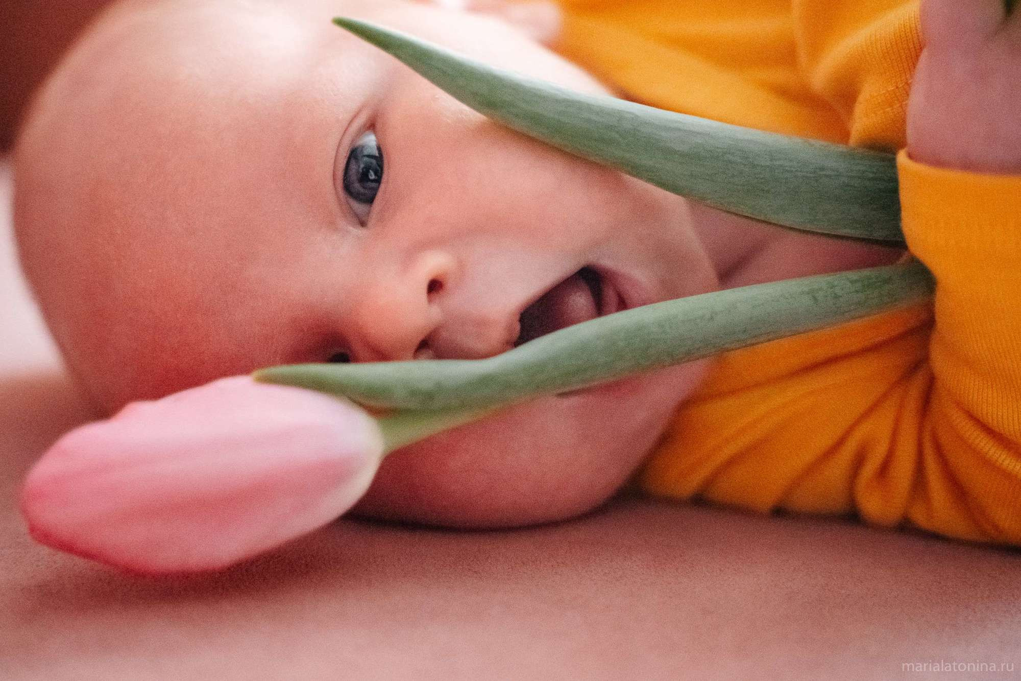 Маленькое гнездышко