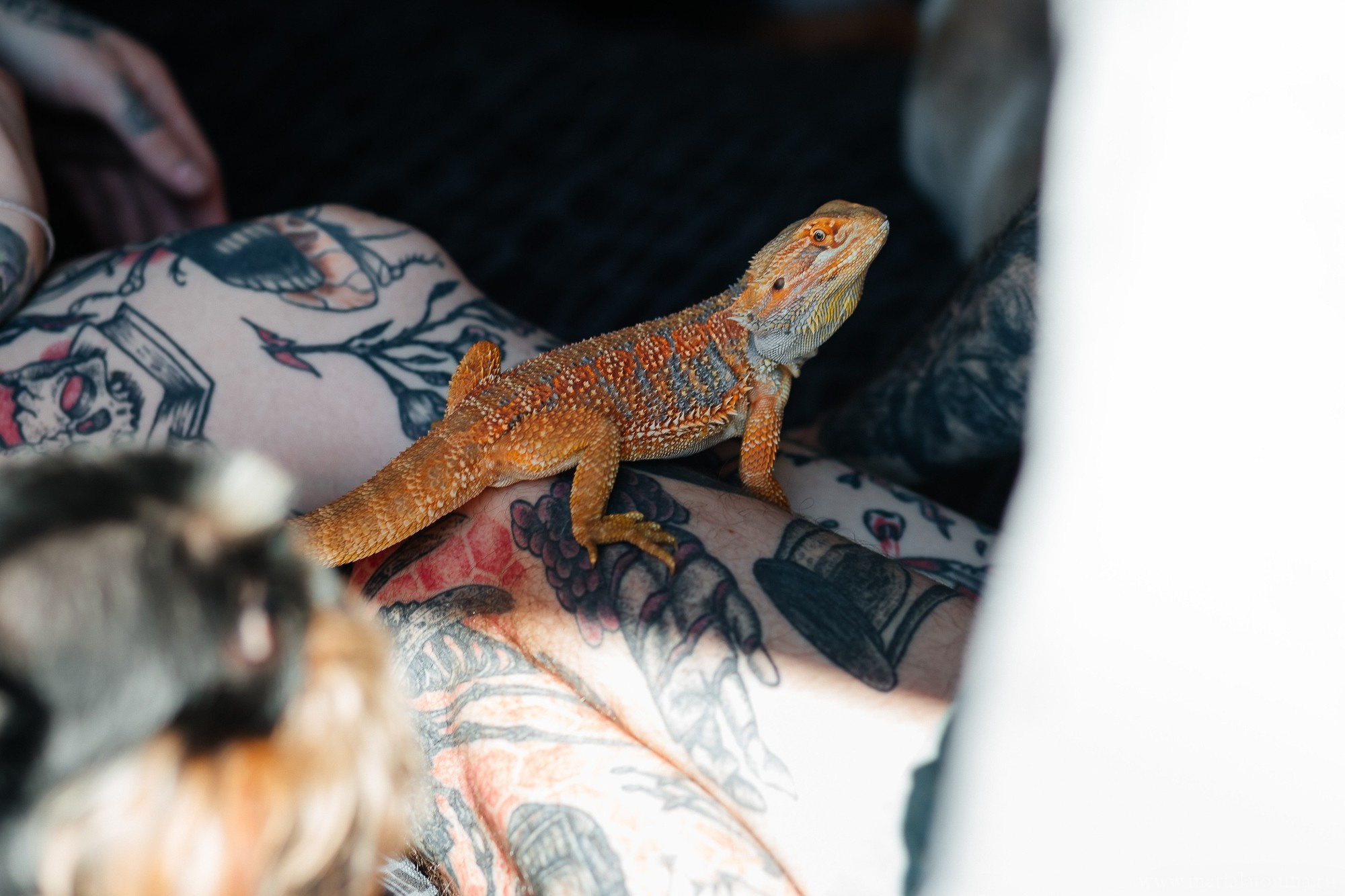 Татуированная семья