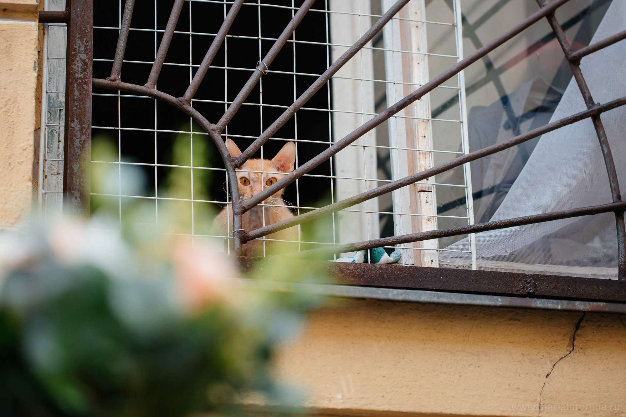 Алексей и Анастасия