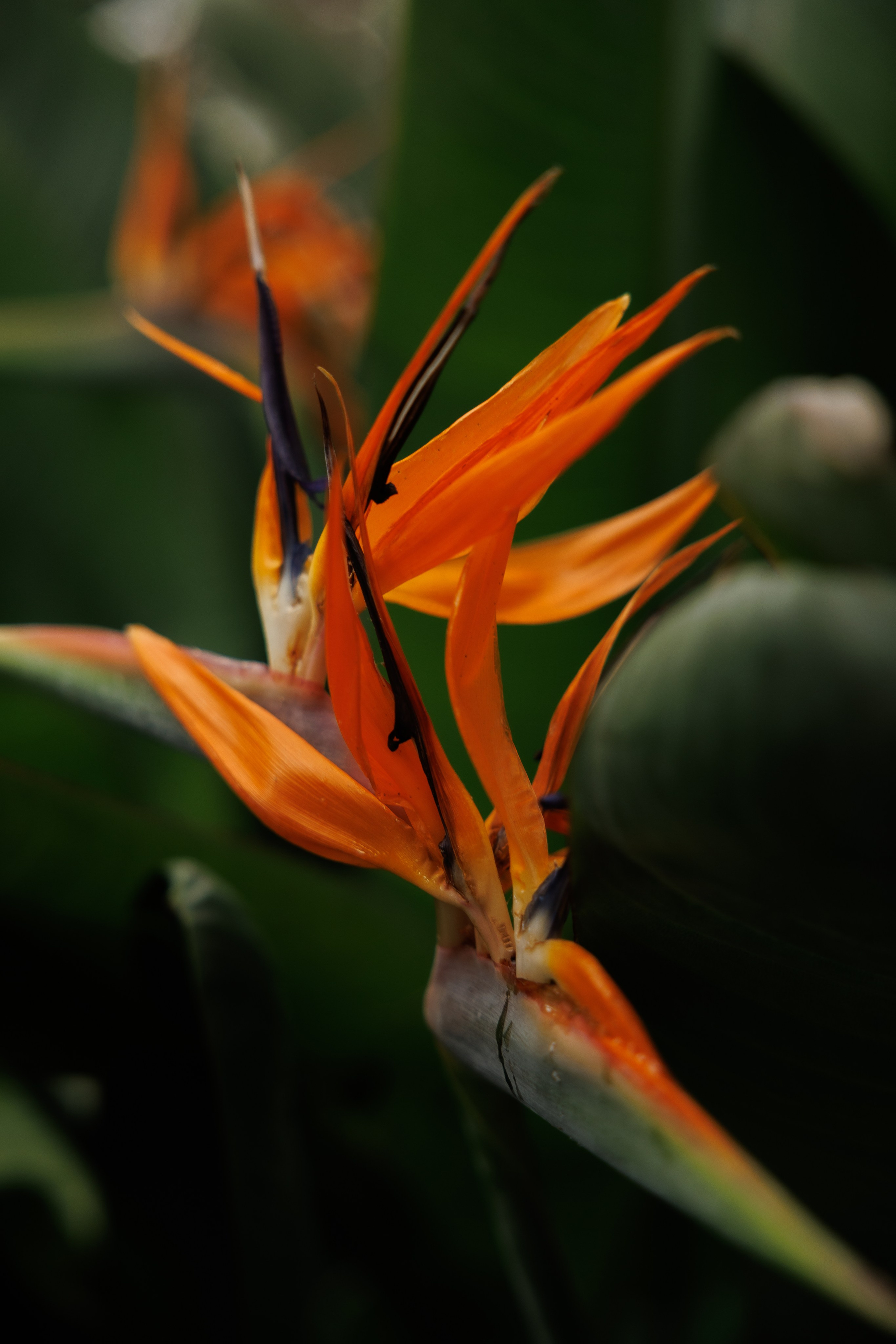 Свадебная прогулка в оранжерее. Питер. Свадебный и семейный фотограф в Москве Красинская Мария
