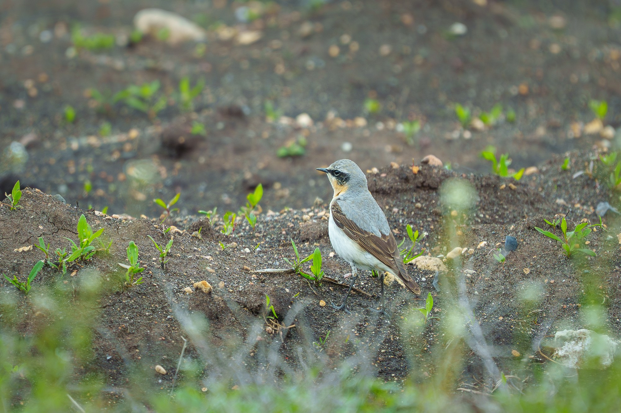 Удивительные мир птиц. Вокруг нас столько прекрасного — присмотритесь!. Ваш личный фотограф Марина Волкова