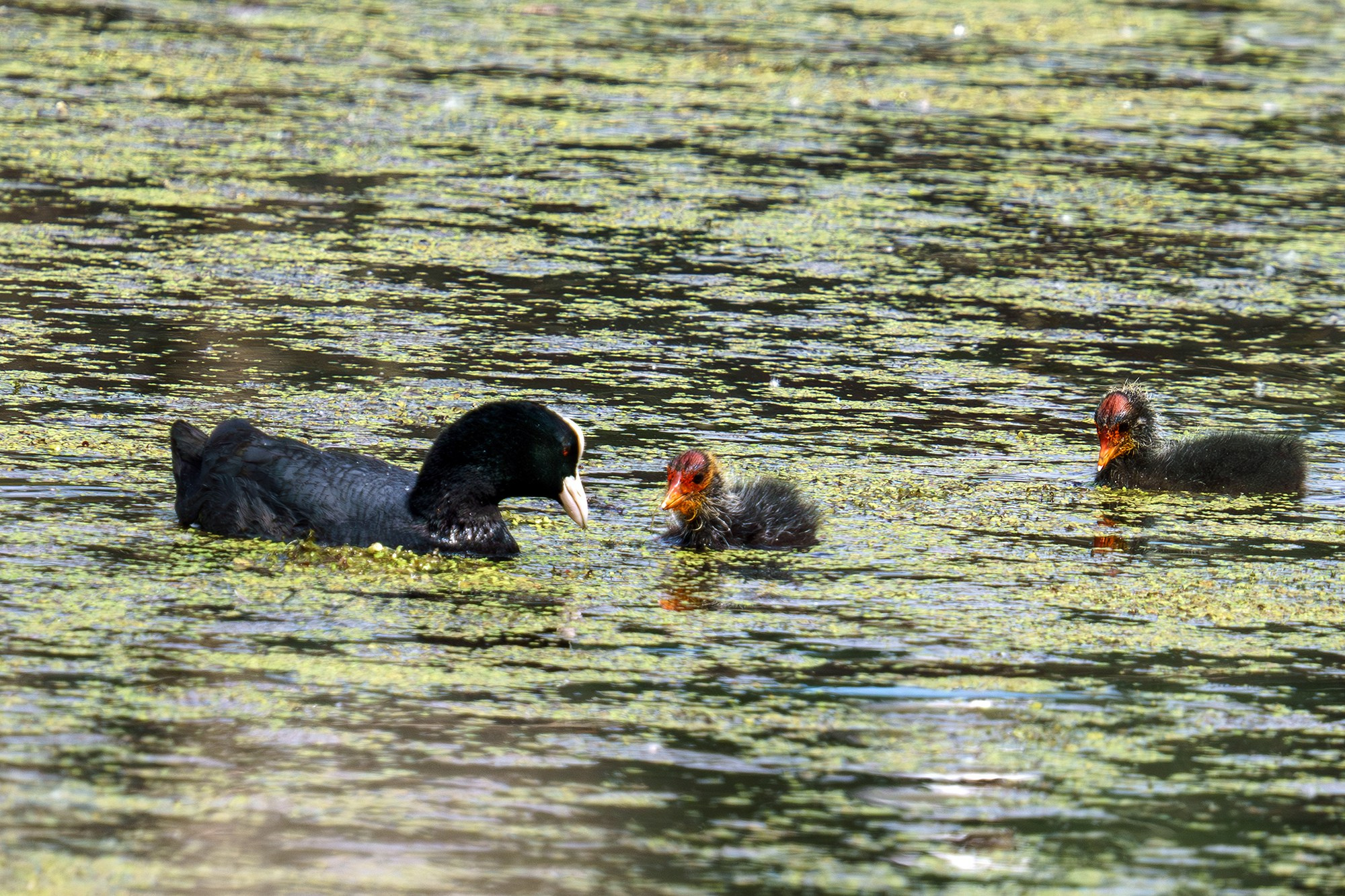Удивительные мир птиц. Вокруг нас столько прекрасного — присмотритесь!. Ваш личный фотограф Марина Волкова