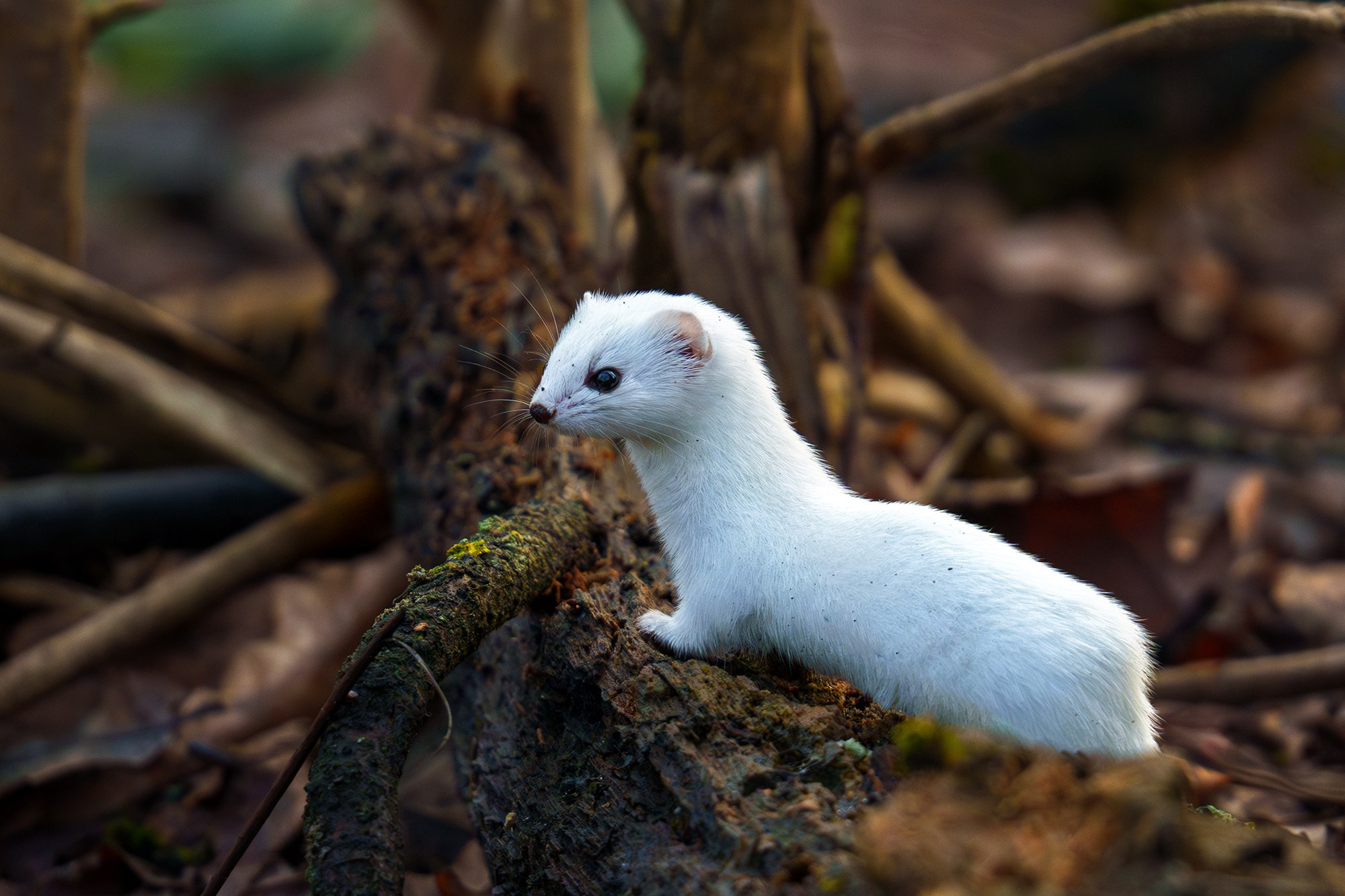 Животные. Ваш личный фотограф Марина Волкова