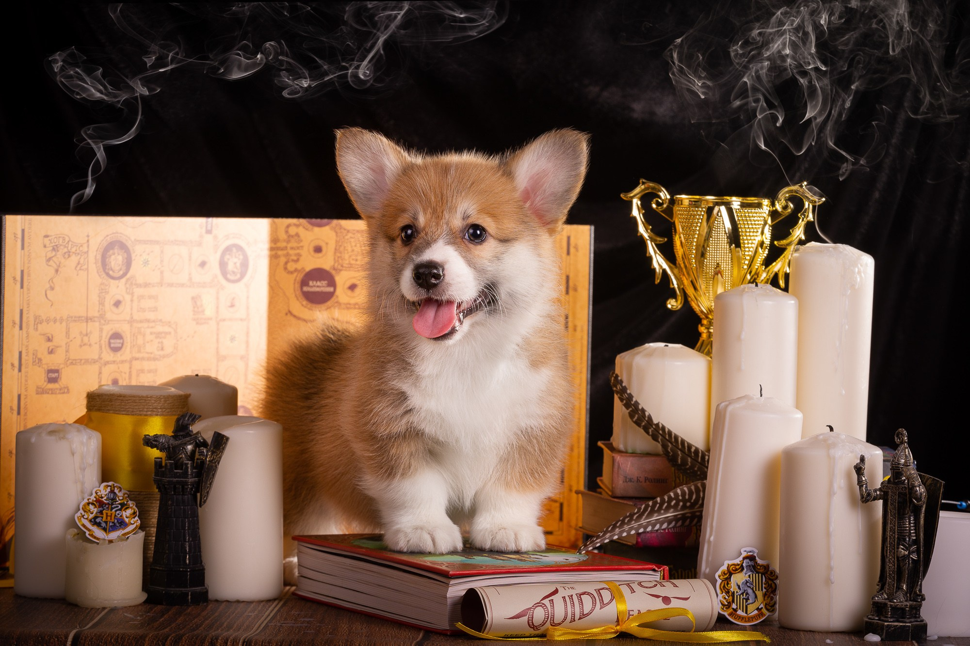 Фотосъёмки щенков. Фотограф-анималист Natalia Deingel | Фотосъемка собак в Москве