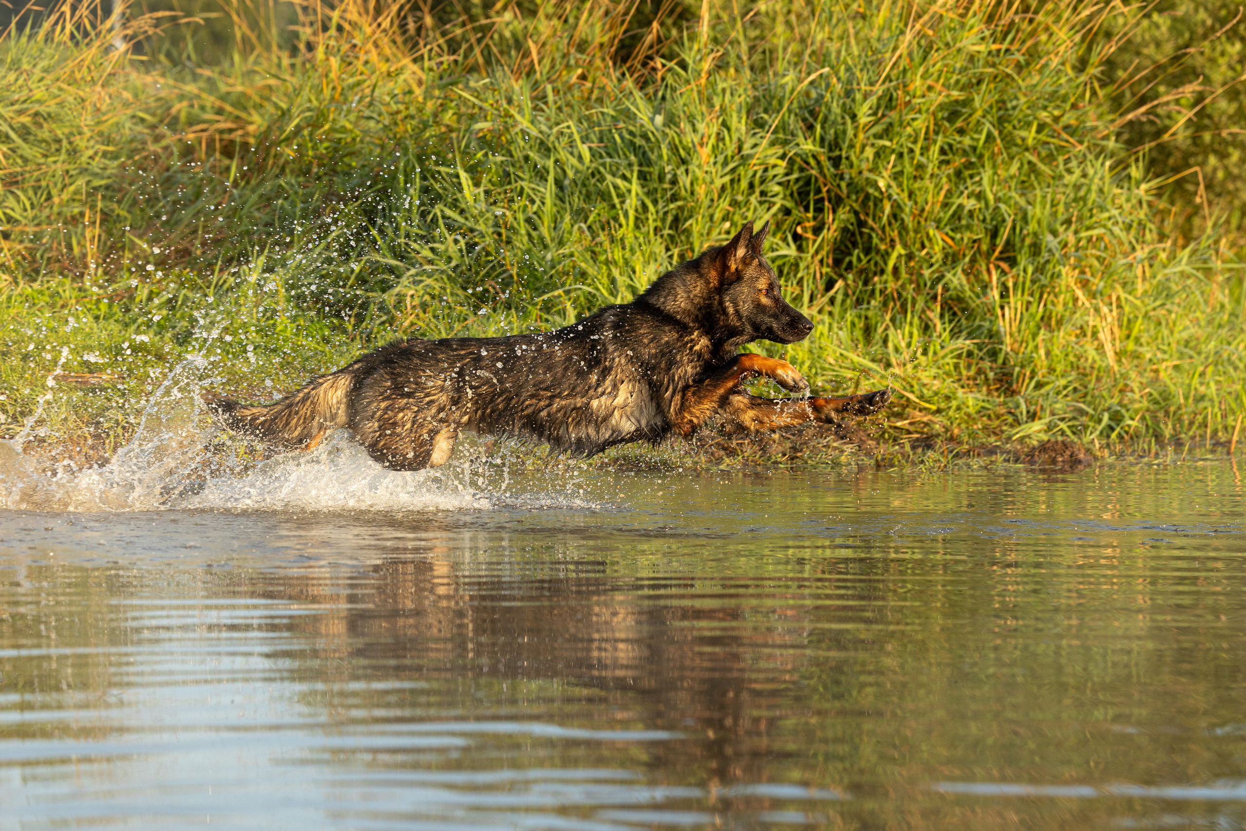 Немецкие овчарки Кетчер и Роскошь. Фотограф-анималист Natalia Deingel | Фотосъемка собак в Москве