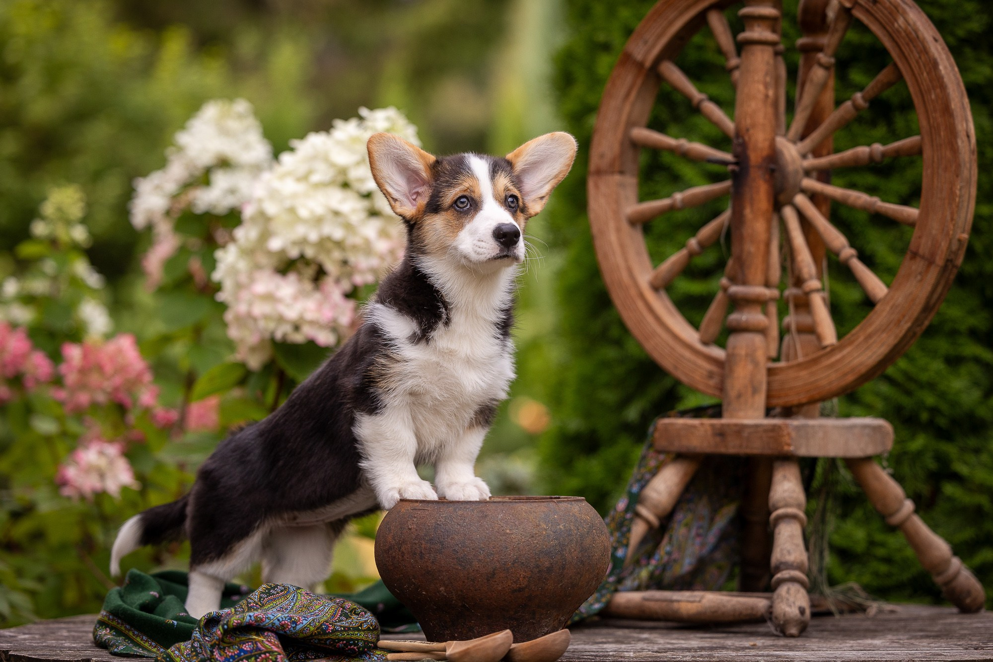 Фотосъёмки щенков. Фотограф-анималист Natalia Deingel | Фотосъемка собак в Москве