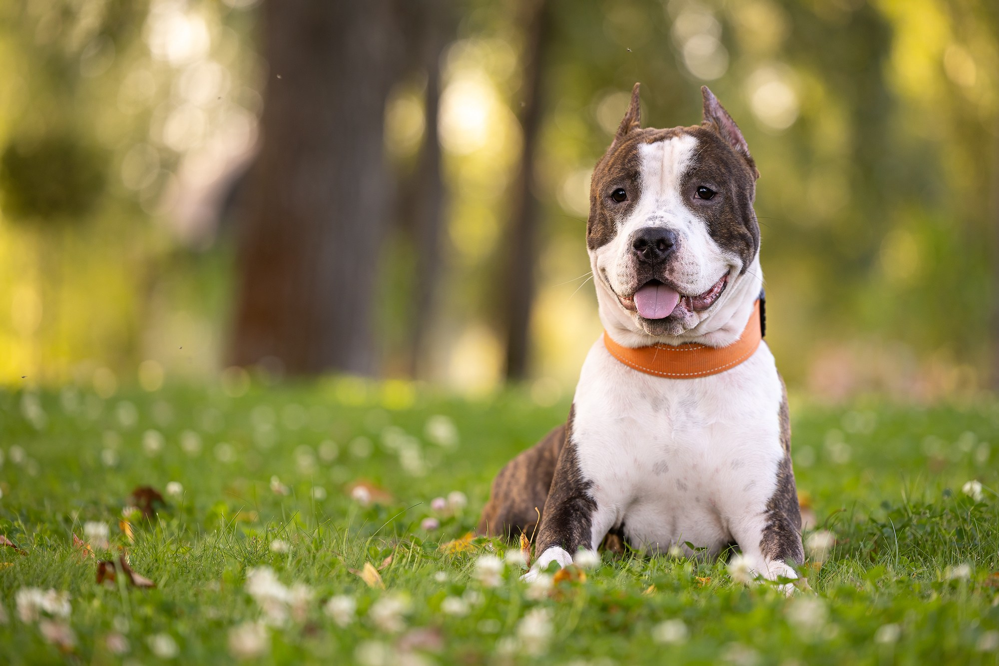 Амстафф Честер и его семья. Фотограф-анималист Natalia Deingel | Фотосъемка собак в Москве