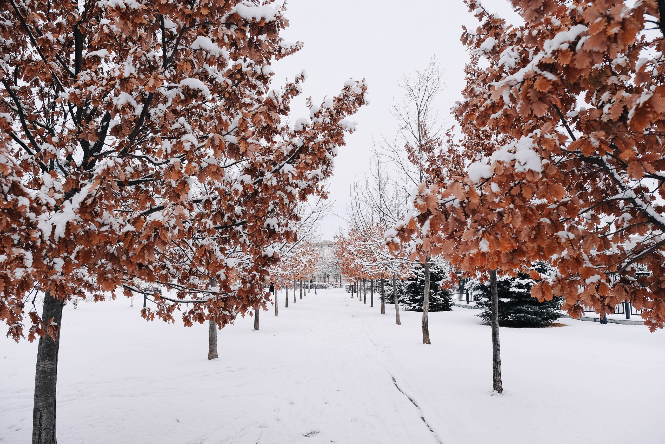 Театральный парк. Зима. Фотограф Анатолий Деникин