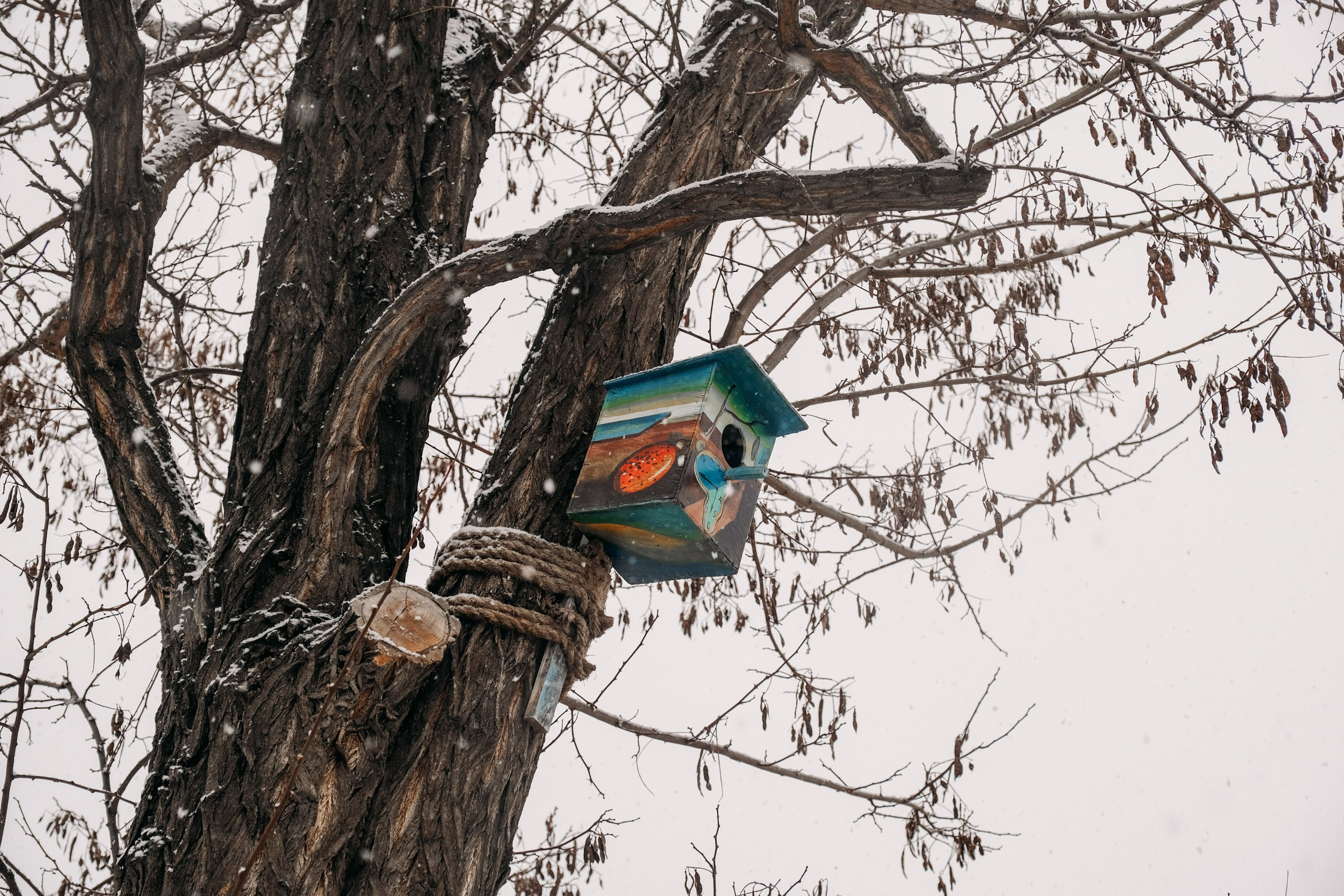 Снегопад. Фотограф Анатолий Деникин