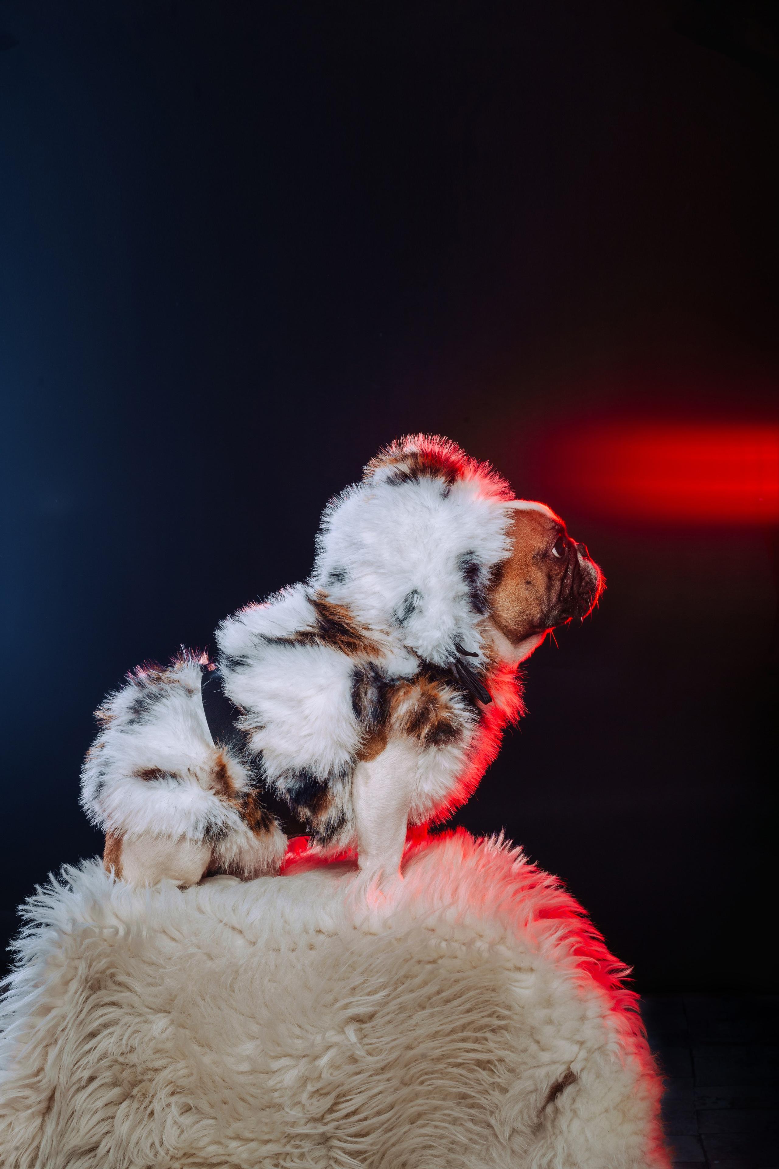 Студийная фотосессия с цветным светом. Фотограф-анималист Татьяна Степанова