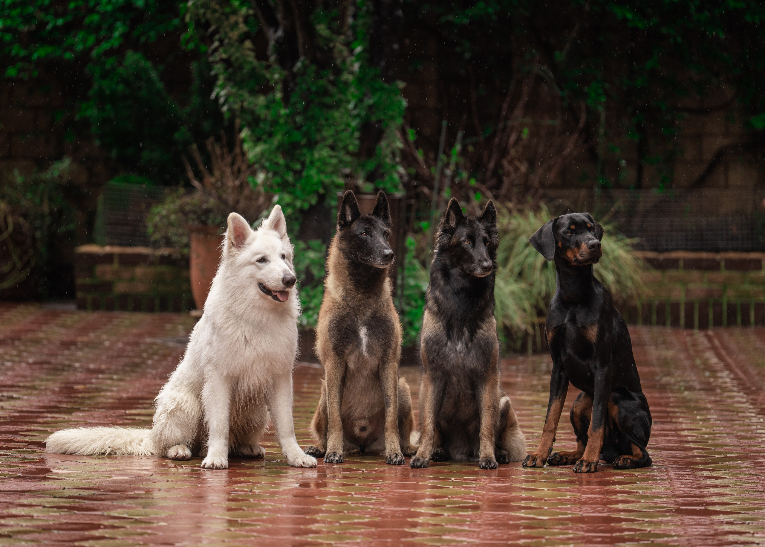 фотограф анималист сочи