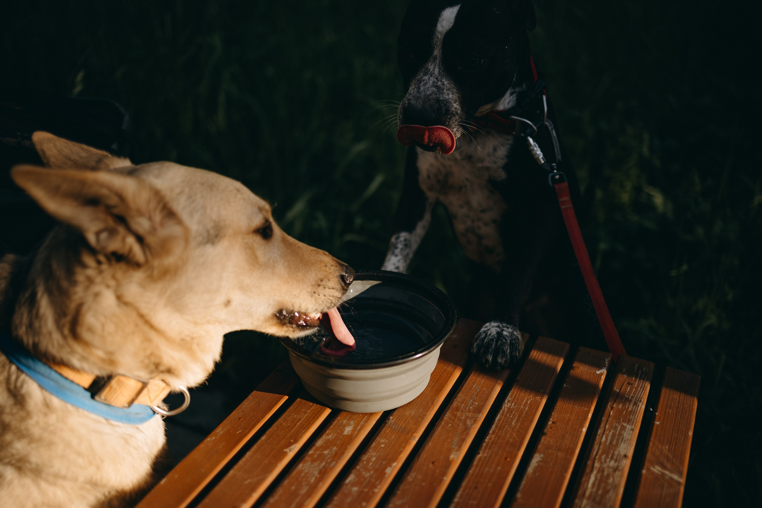 Татьяна, Сергей и их Булочка и Пончик. Фотограф — Анималист | Санкт-Петербург