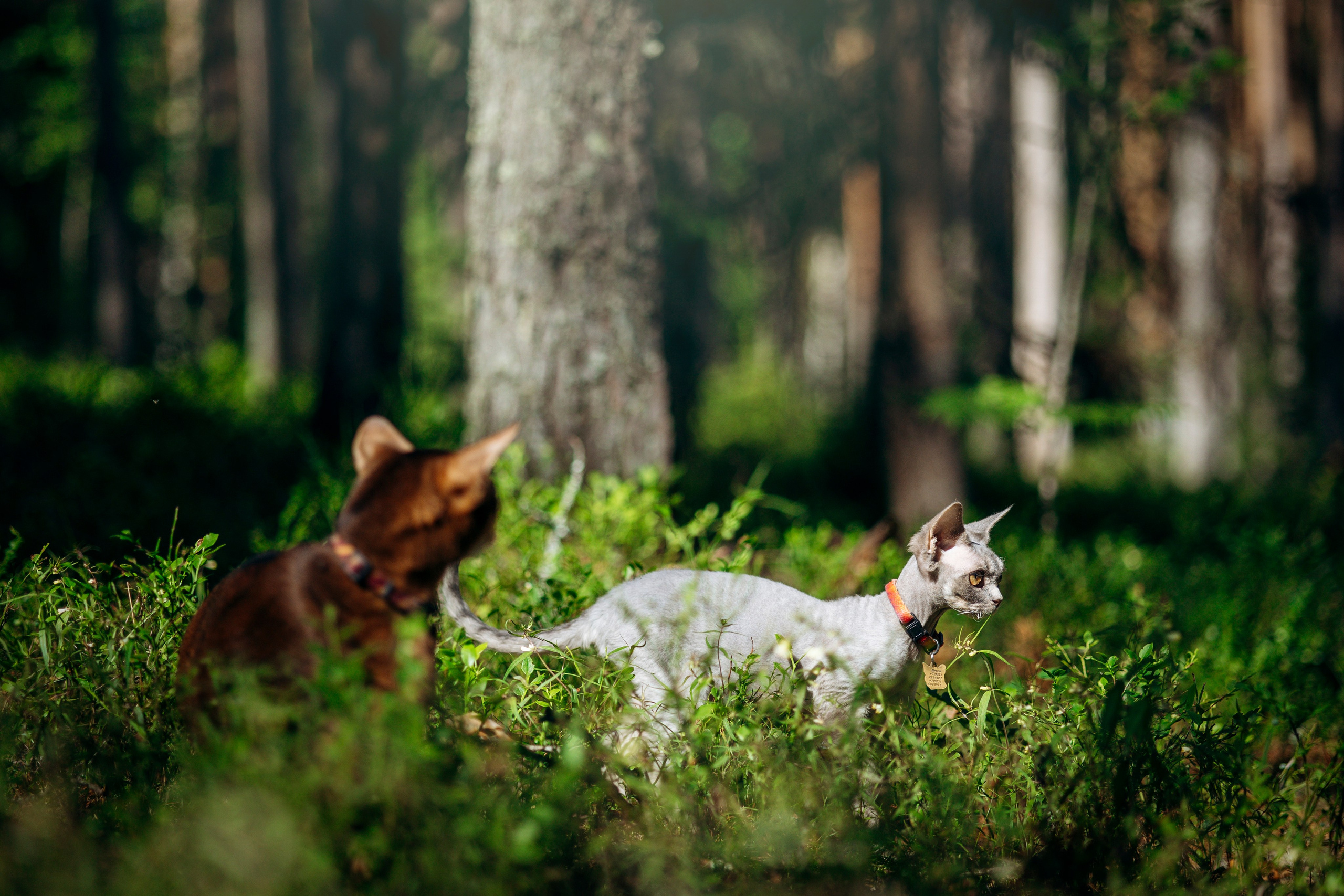 Котофеи и их семья. Фотограф — Анималист | Санкт-Петербург