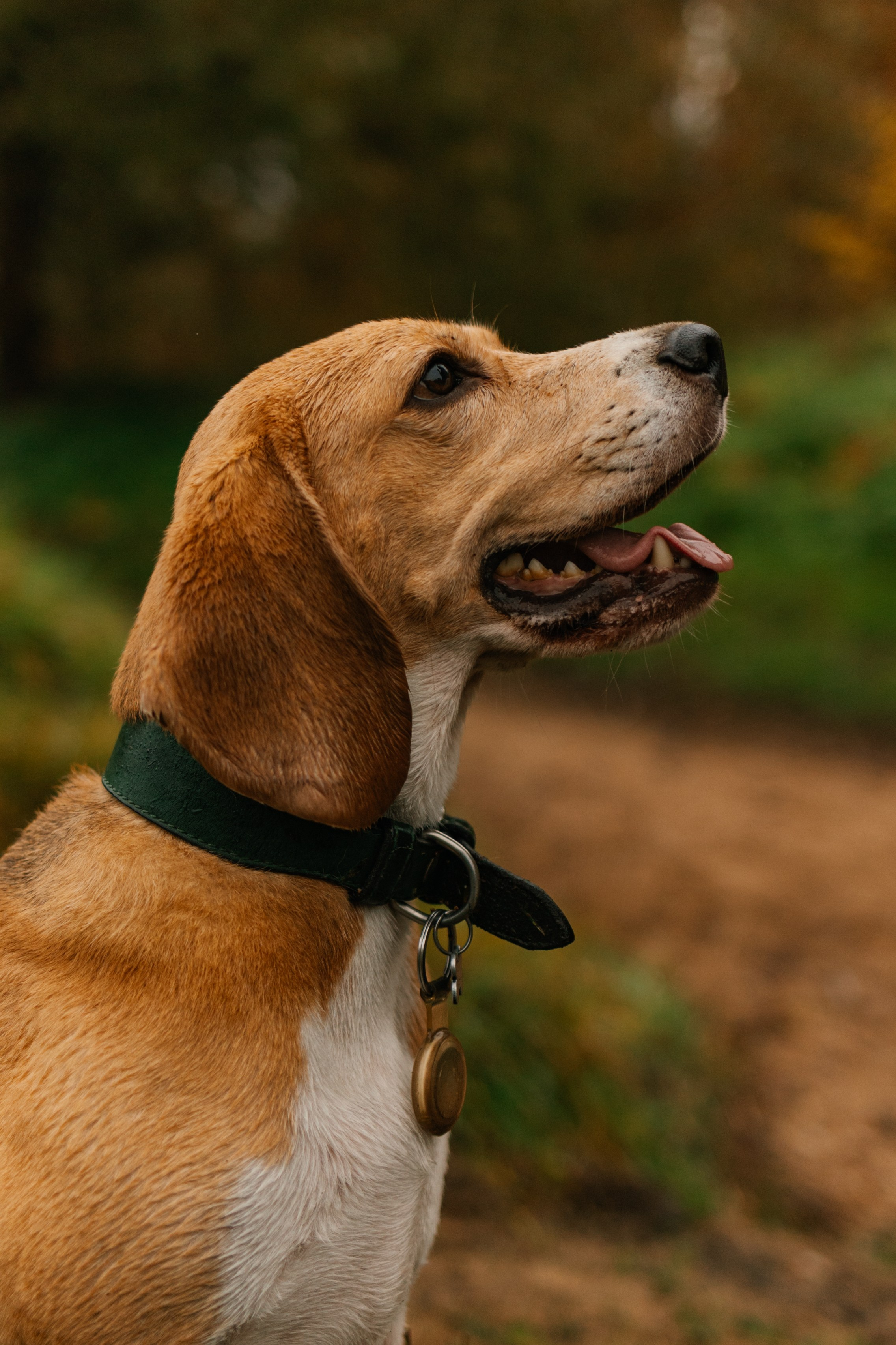 Лена и Тайгер. Фотограф — Анималист | Санкт-Петербург