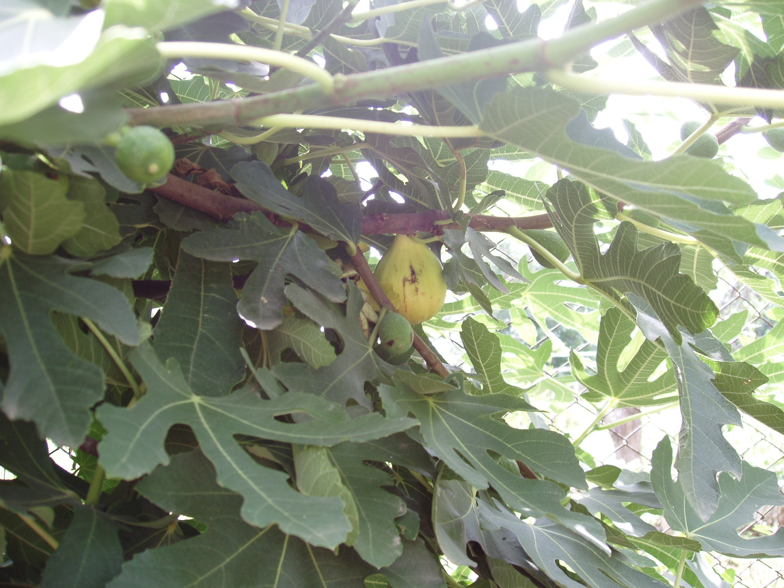 Отпуск 20.07-17.08. Семейный, Свадебный фотограф СПБ Питер— Романова Екатерина