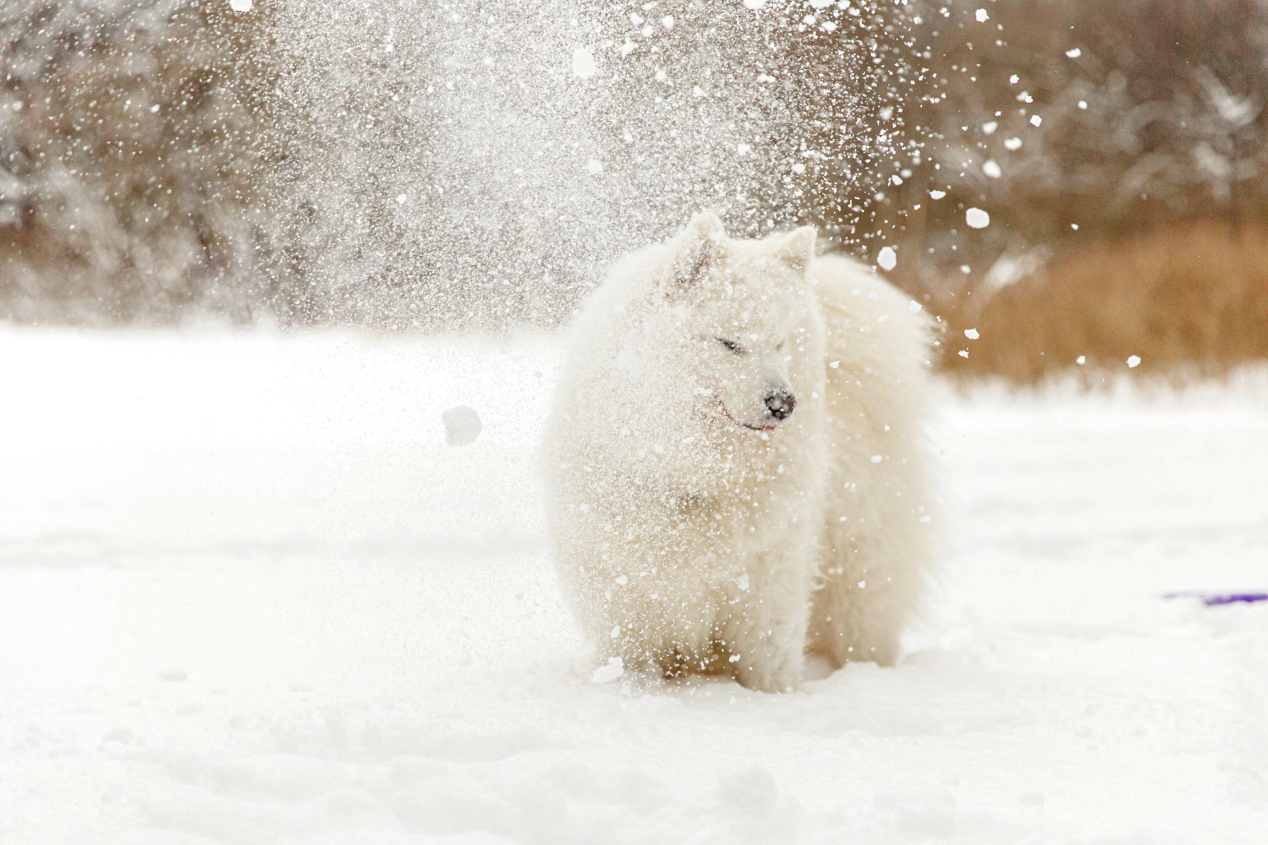 Наталья и Бася. Фотограф-анималист в Москве Соломонова Варвара