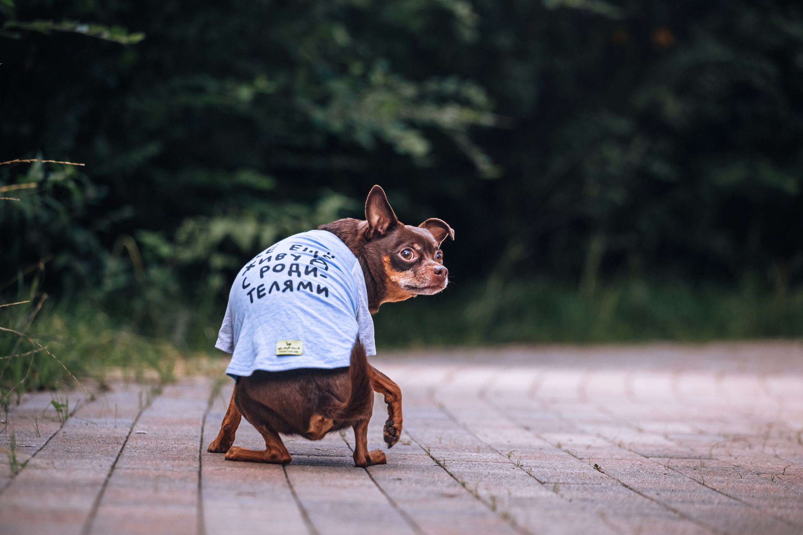 Восточный мост. Фотограф-анималист Татьяна Степанова