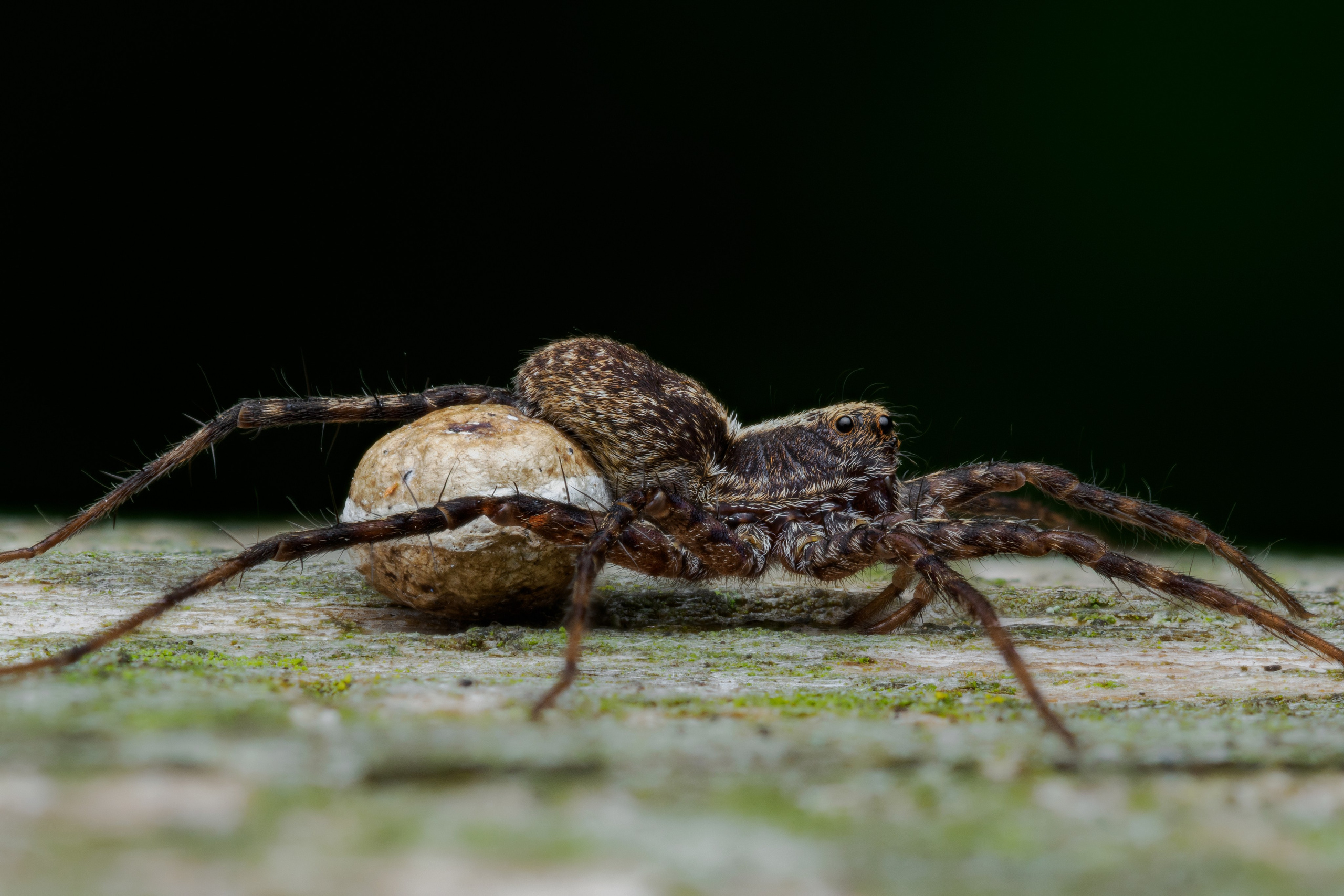 Паук-волк (Pardosa milvina) с коконом