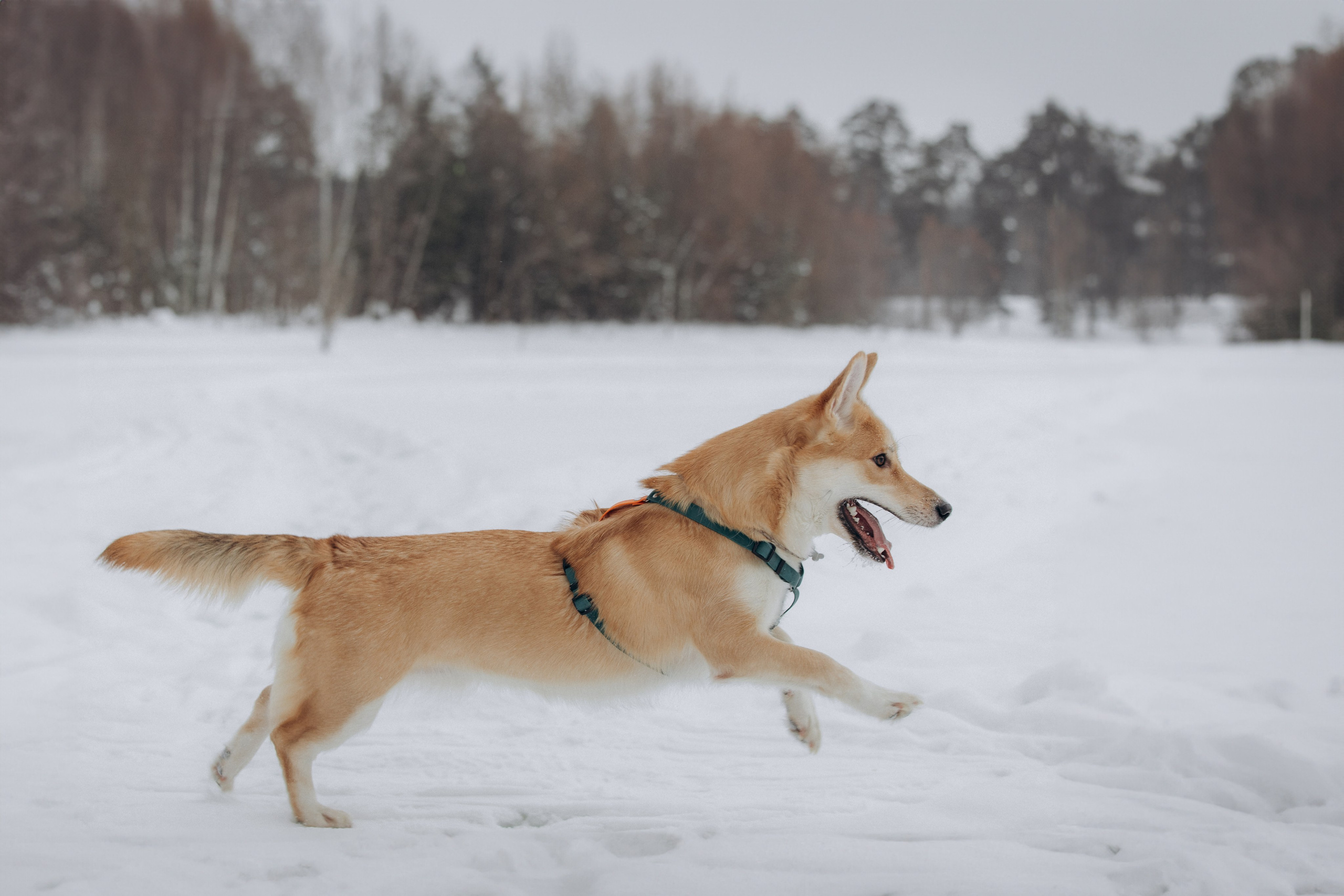 Прогулка на озере зимой. Фотограф анималист в Казани Алина Сулейманова. Фотограф животных